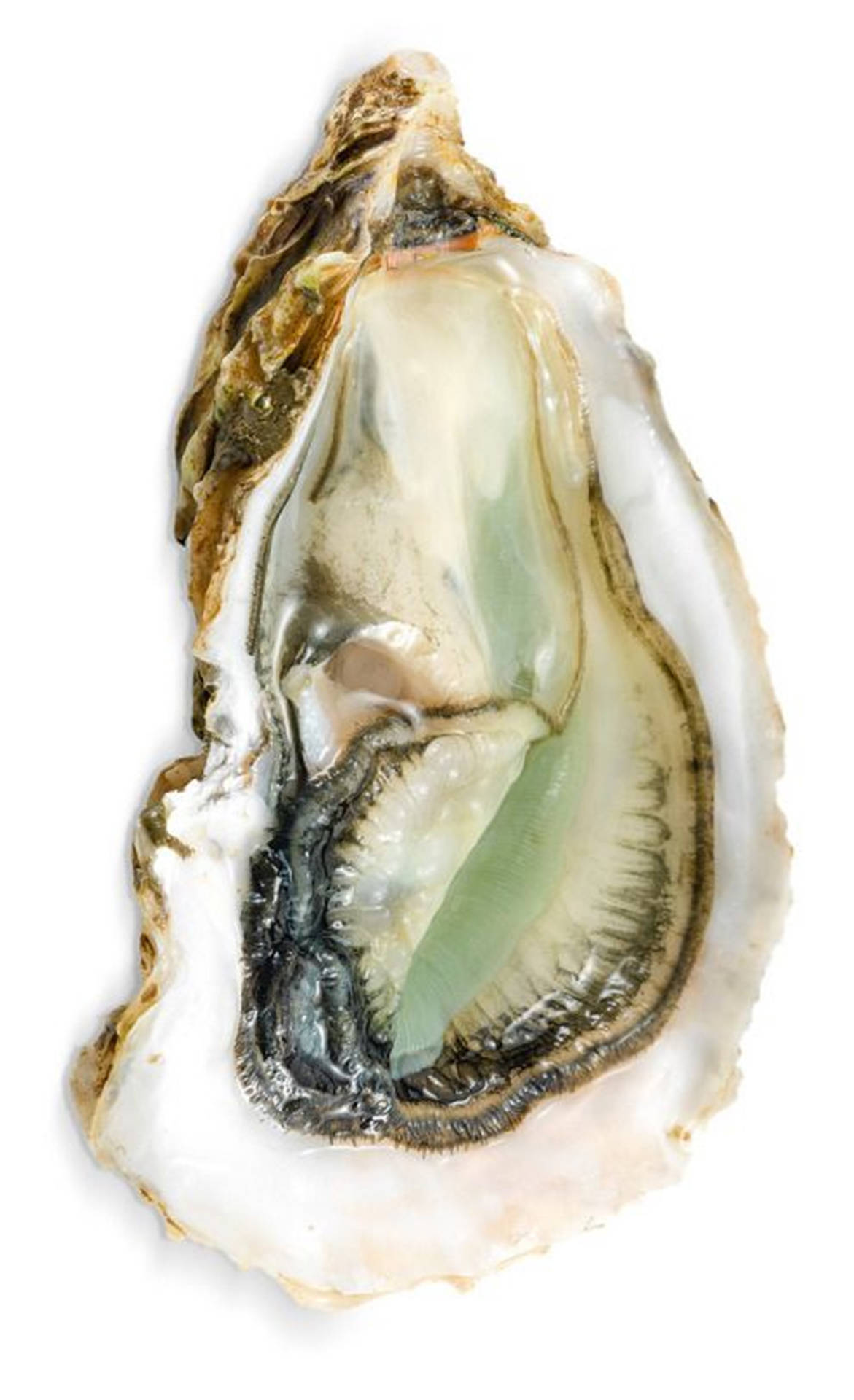 Minimalist Oyster Meat