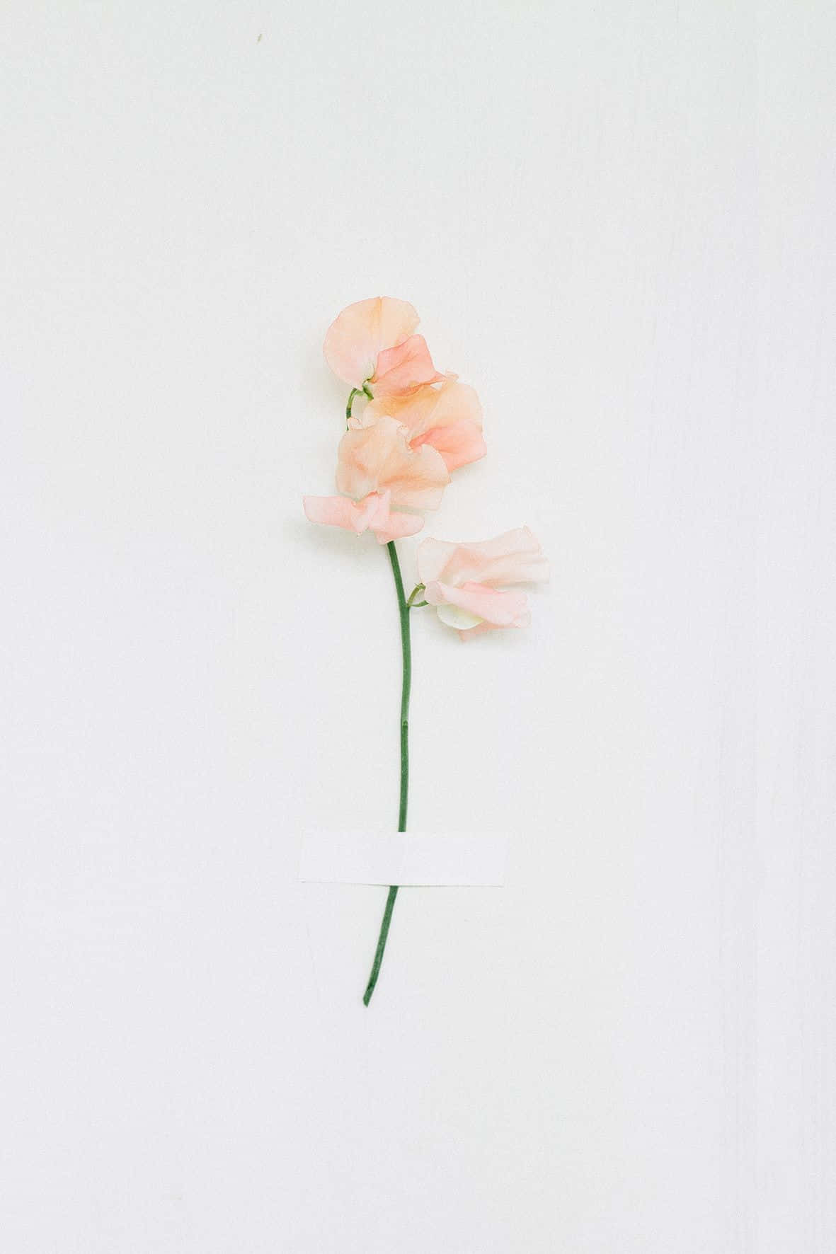 Minimalist Peach Flower Background