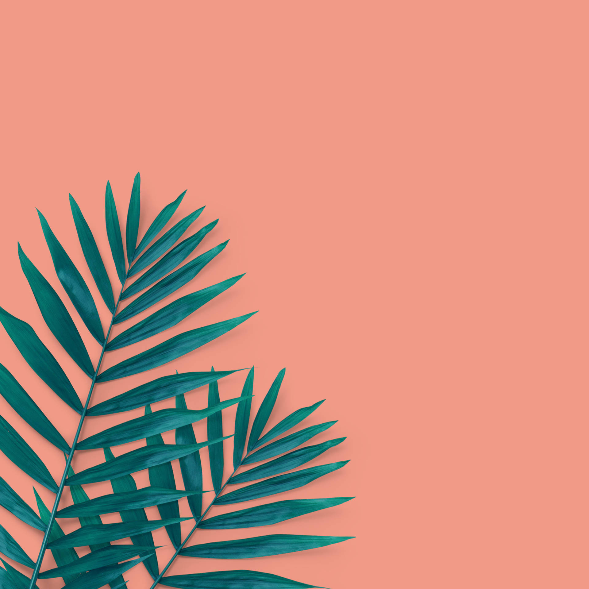 Minimalist Peach Tropical Palm Backdrop Background