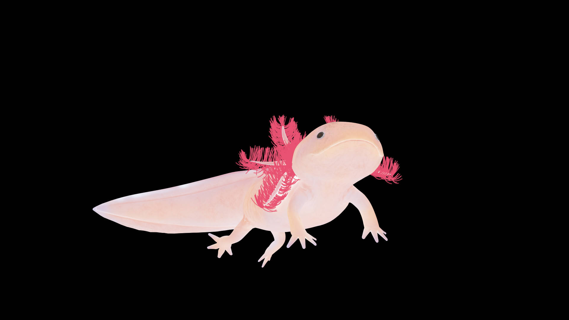 Minimalist Pink Axolotl Background