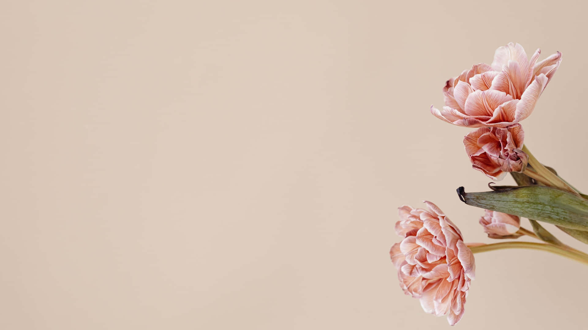 Minimalist Pink Peonies Flowers 4k Monitor Background