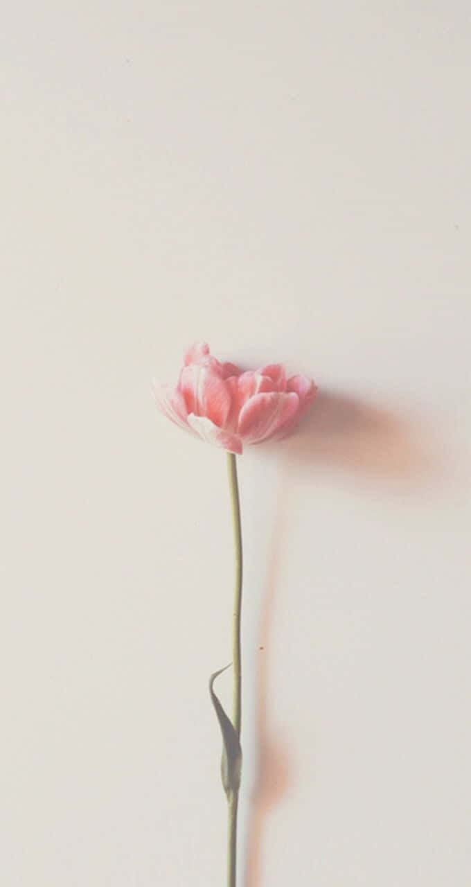 Minimalist Pink Rose Flower