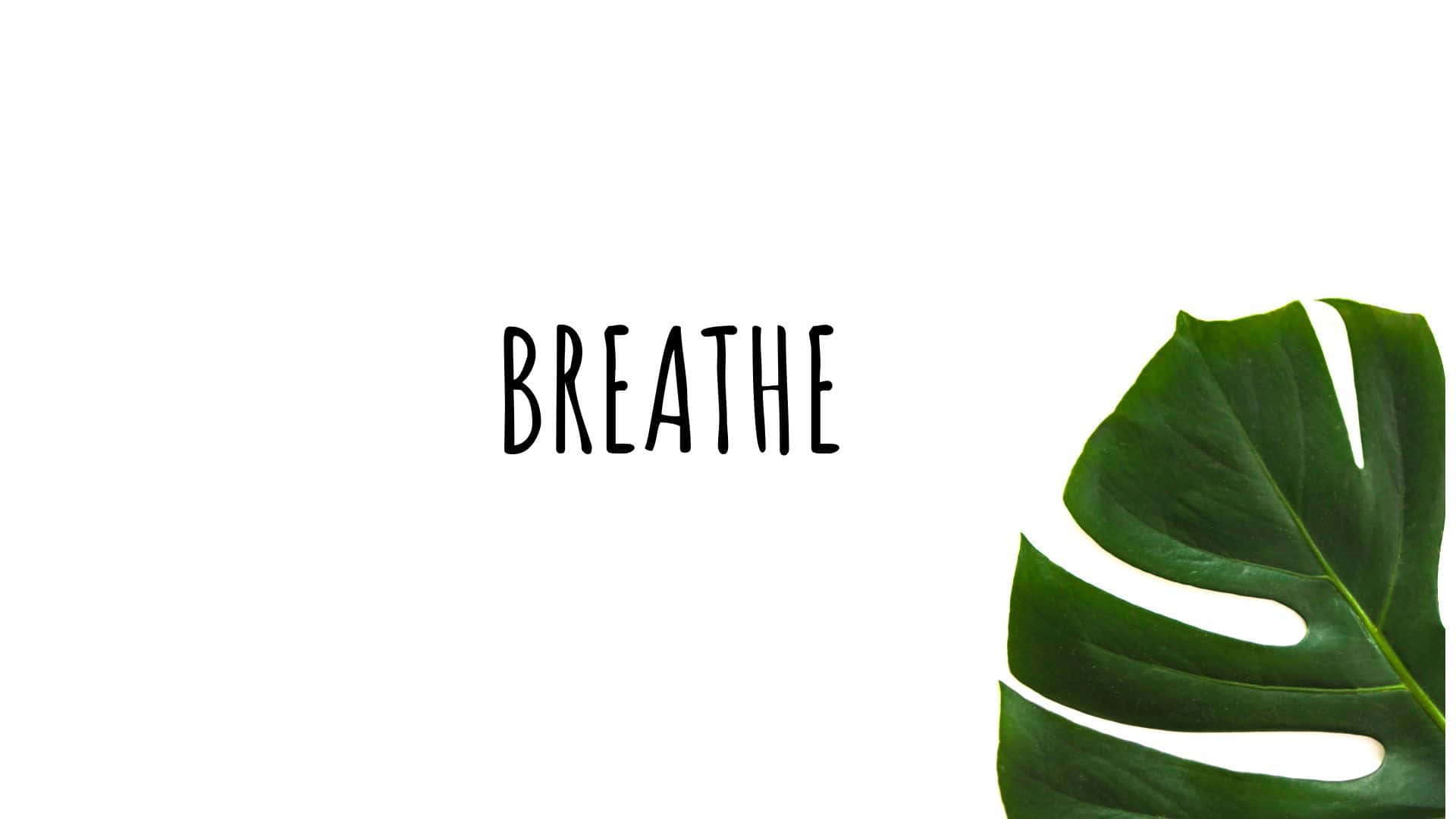 Minimalist Plant Desktop Monstera Background