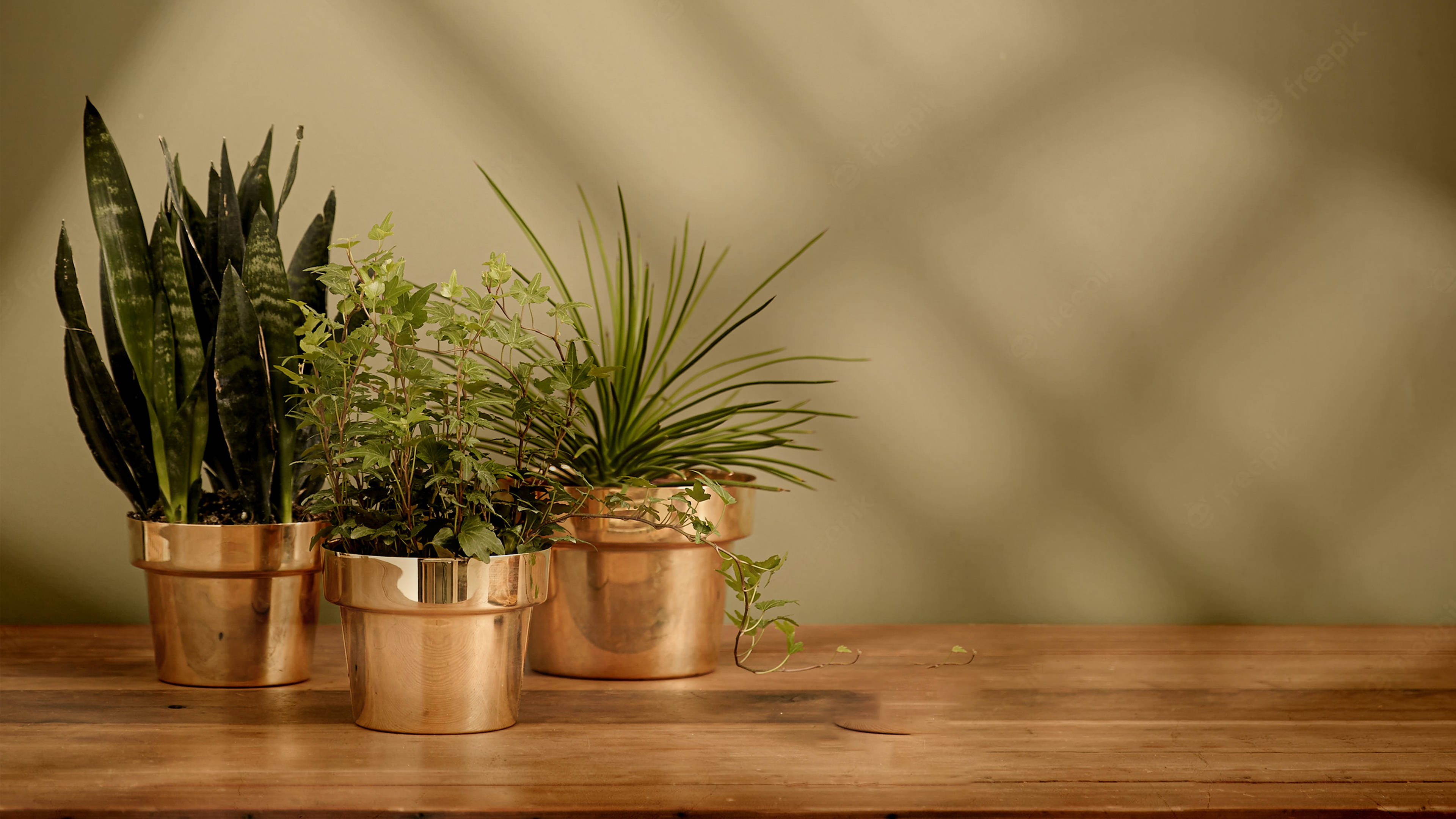 Minimalist Plant With Gold Pot Background