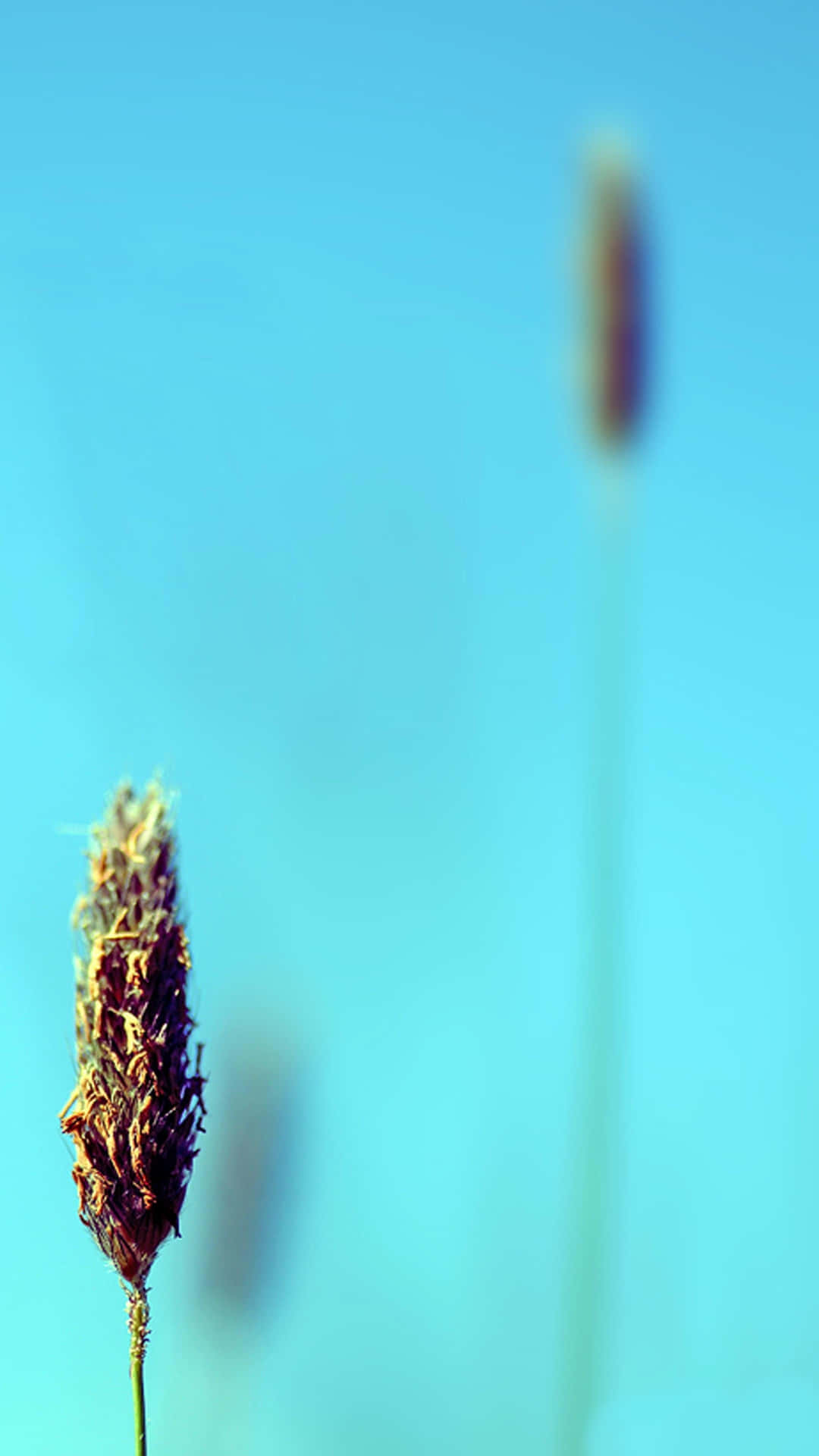 Minimalist Plantago Flower Background