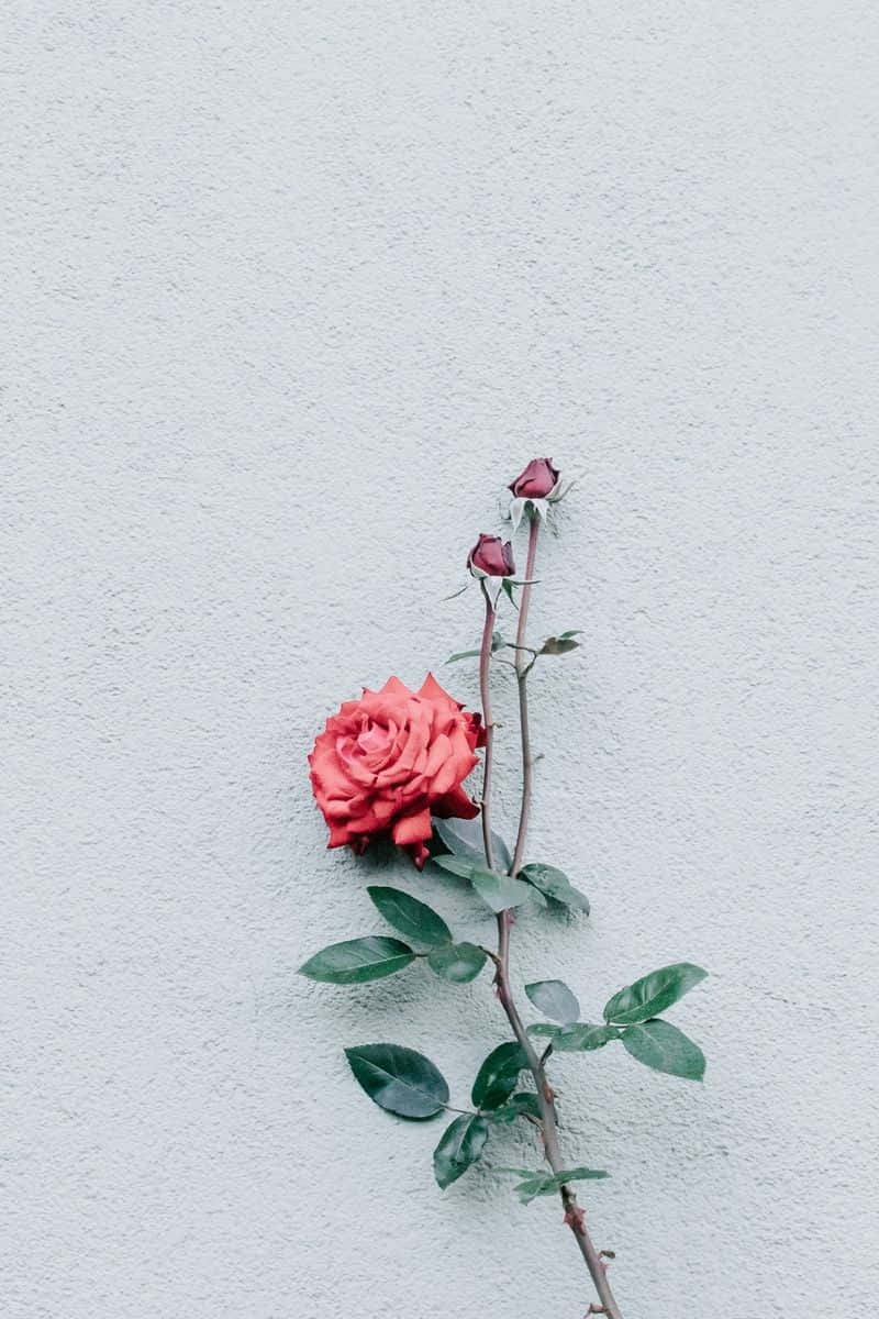 Minimalist Red Rose Flower Background