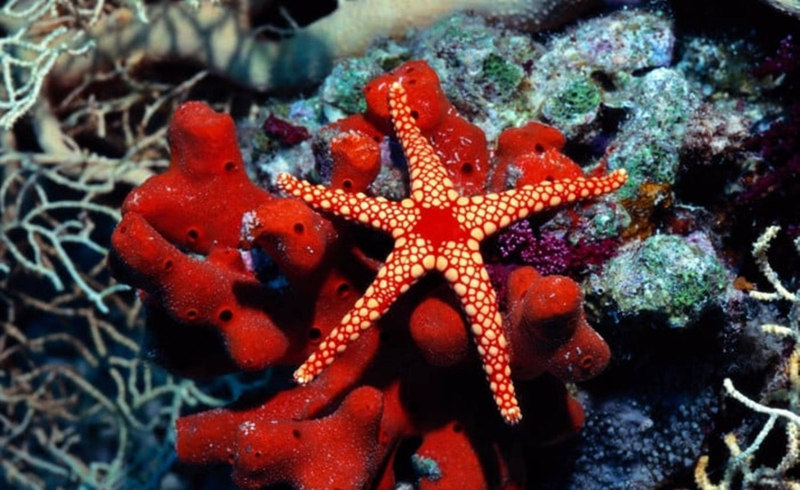 Minimalist Red Starfish