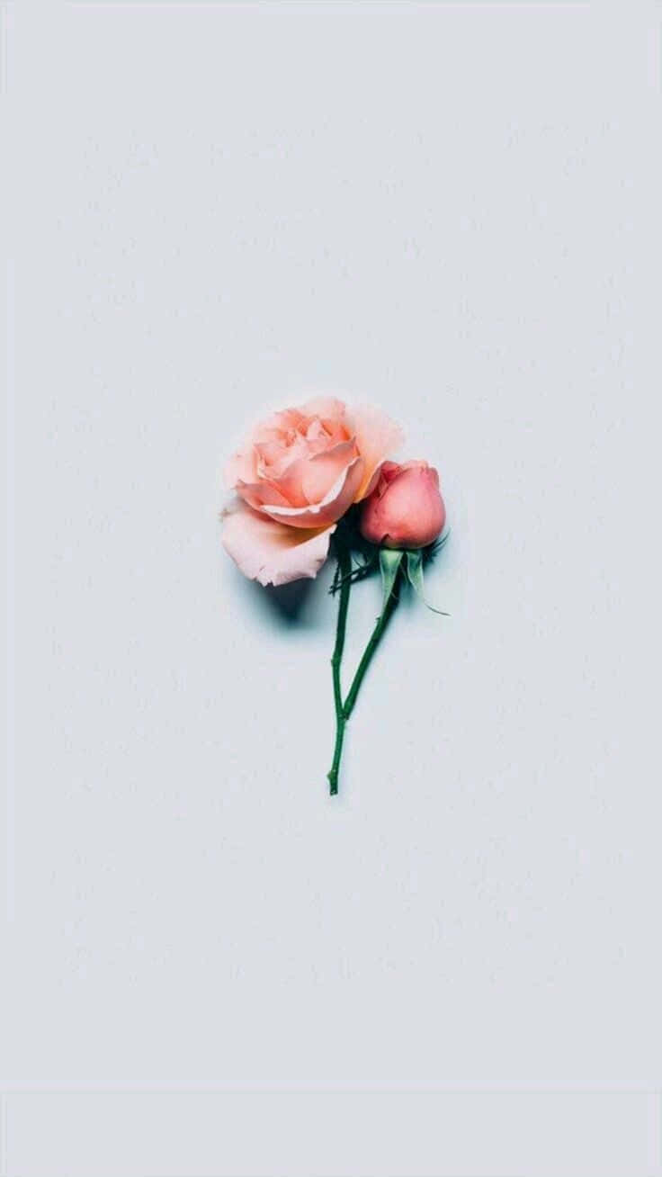 Minimalist Rose Flower Background