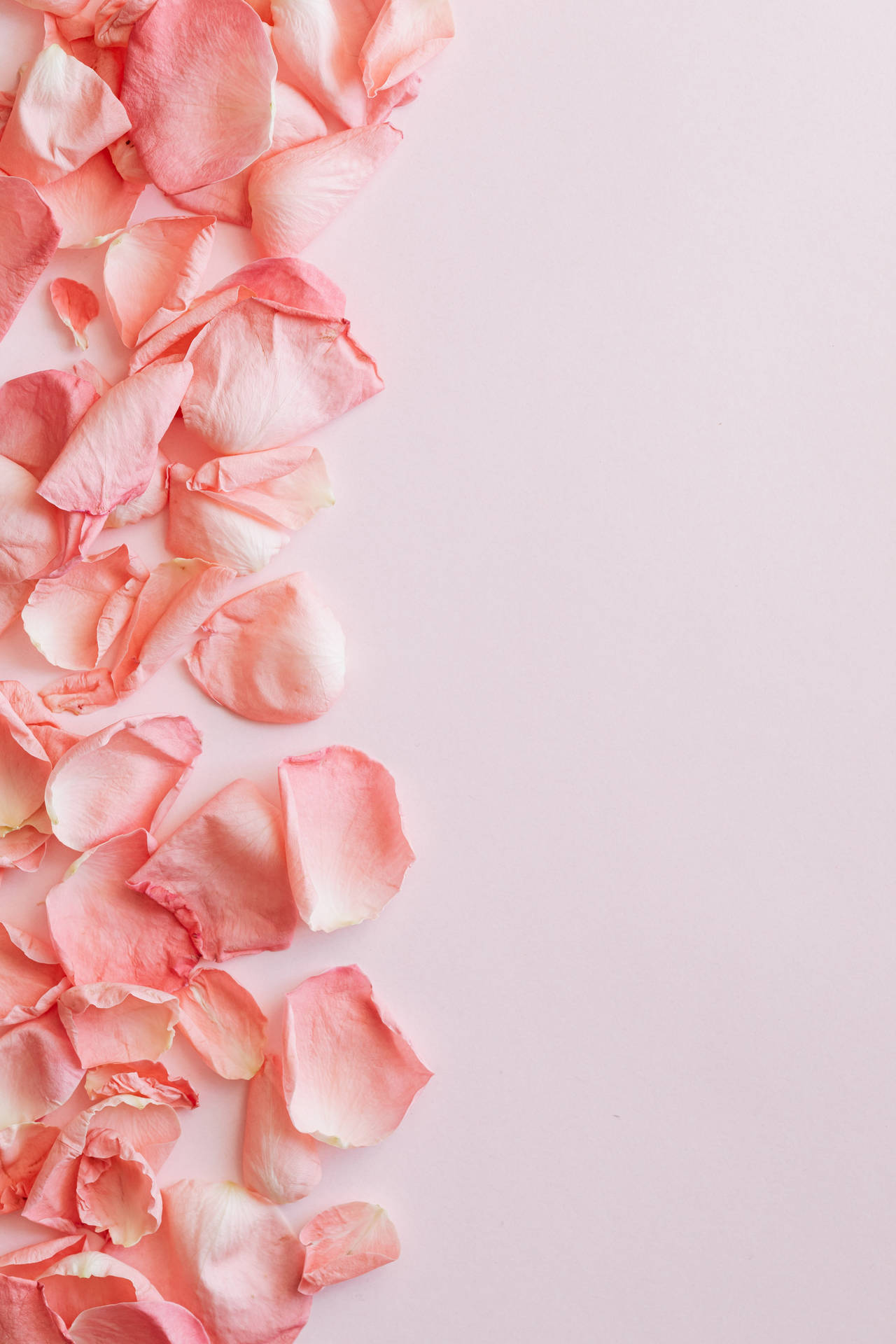 Minimalist Rose Petals In Pastel Pink Background