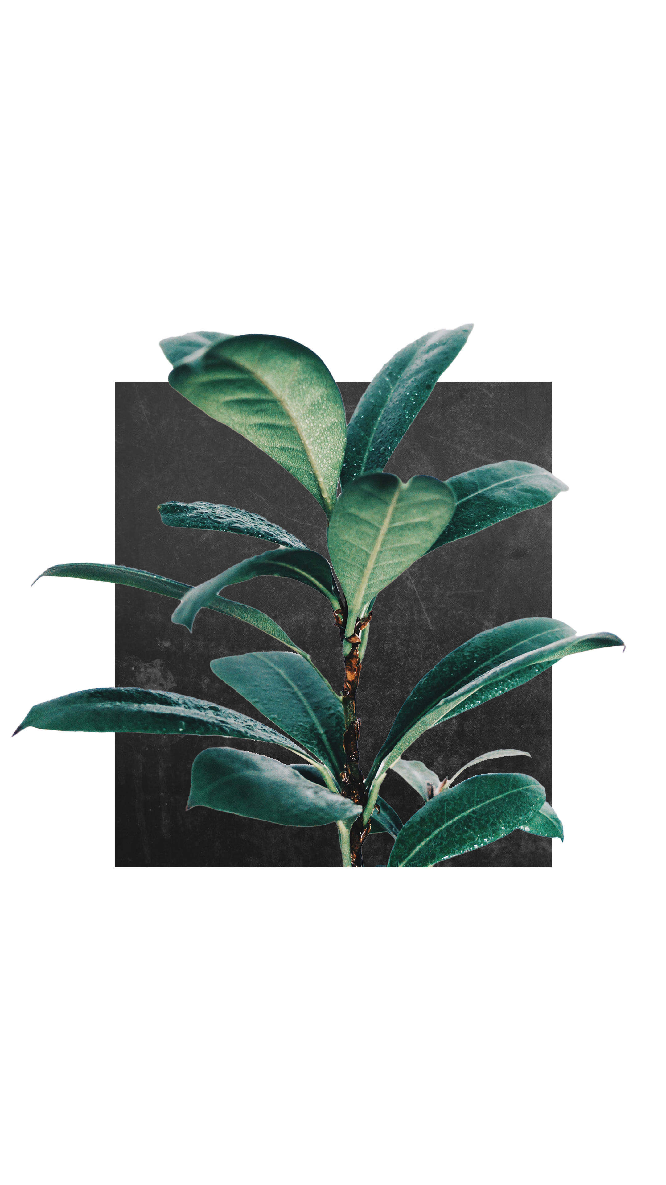 Minimalist Rubber Tree Plant