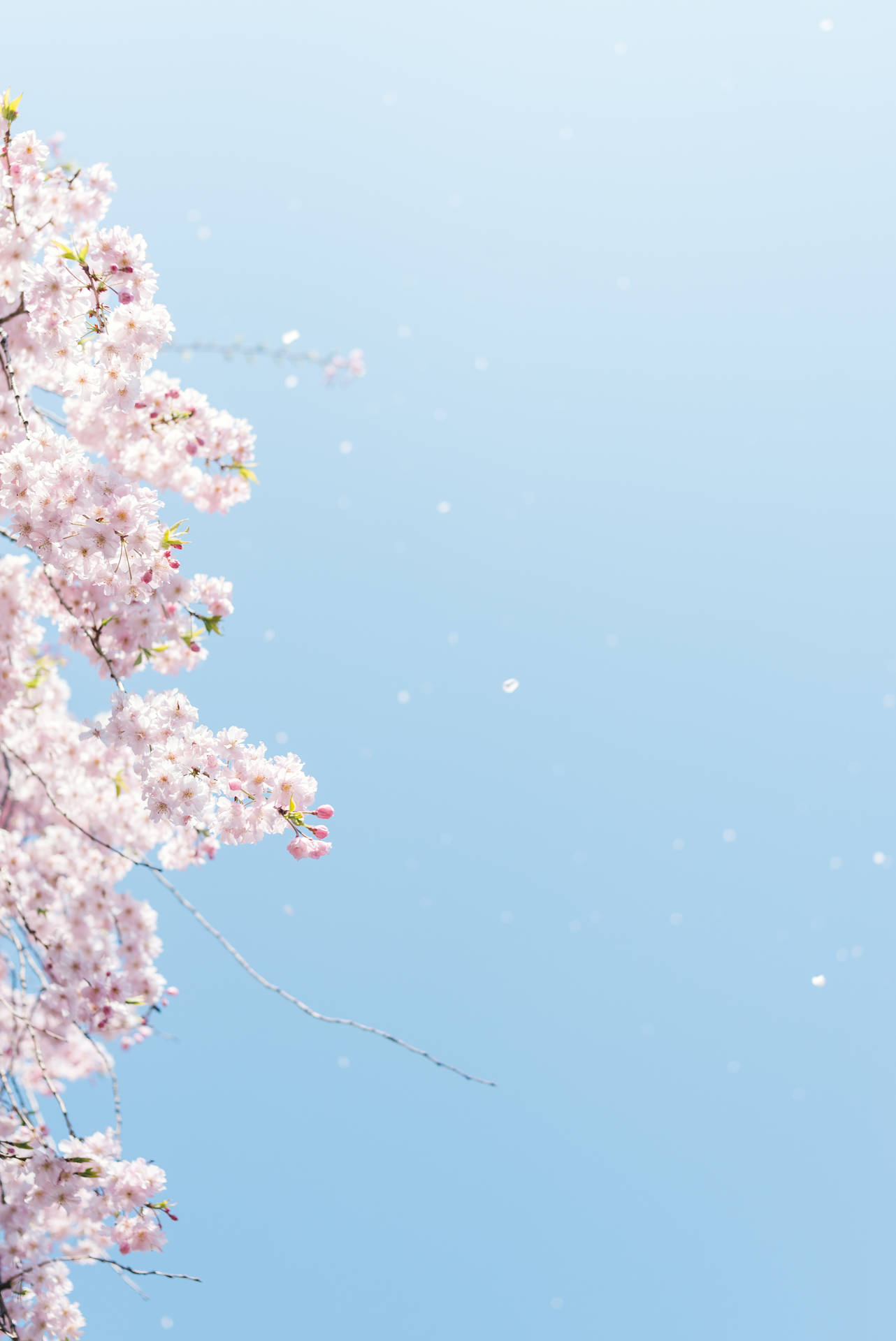 Minimalist Sakura Japan Background