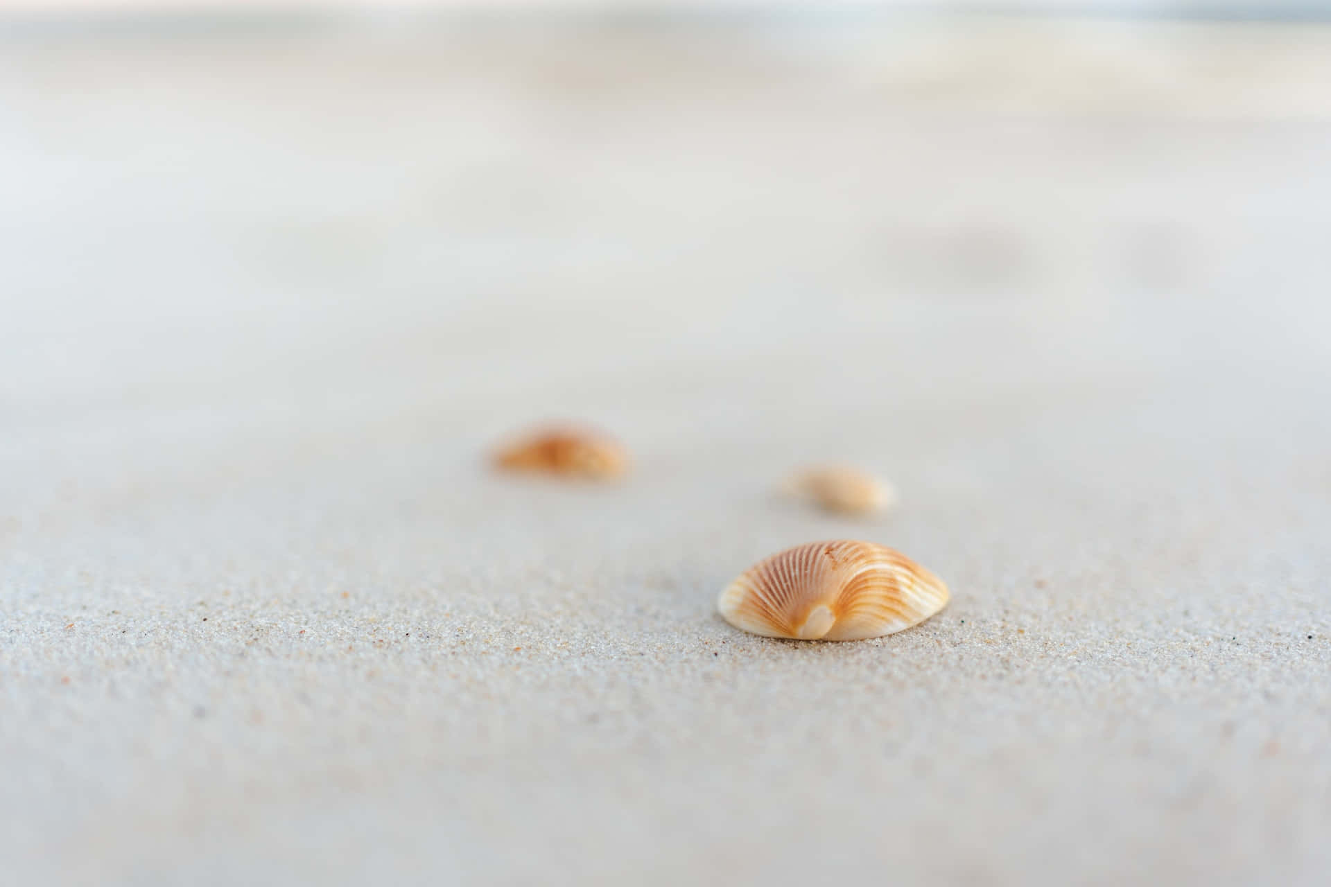 Minimalist Seashells On The White Sand