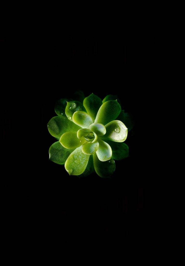 Minimalist Succulent Ipad 2021 Background