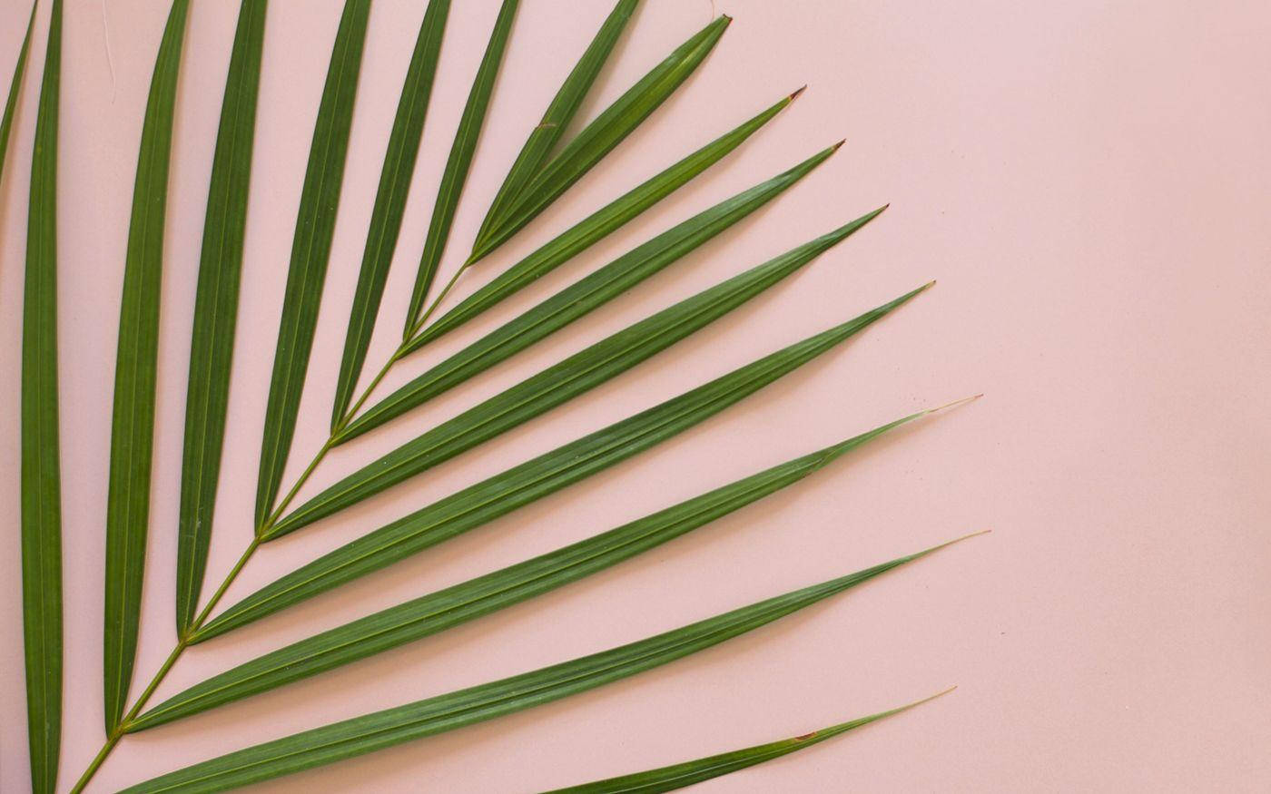 Minimalist Summer Aesthetic Palm Leaf Background