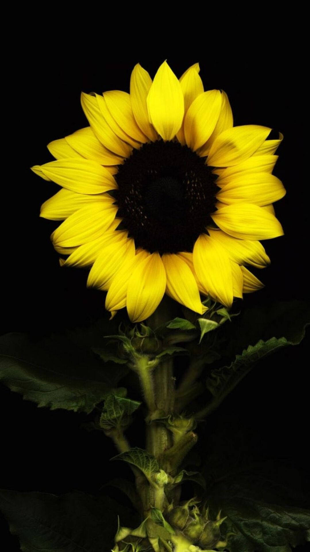 Minimalist Suntastic Sunflower Iphone Background
