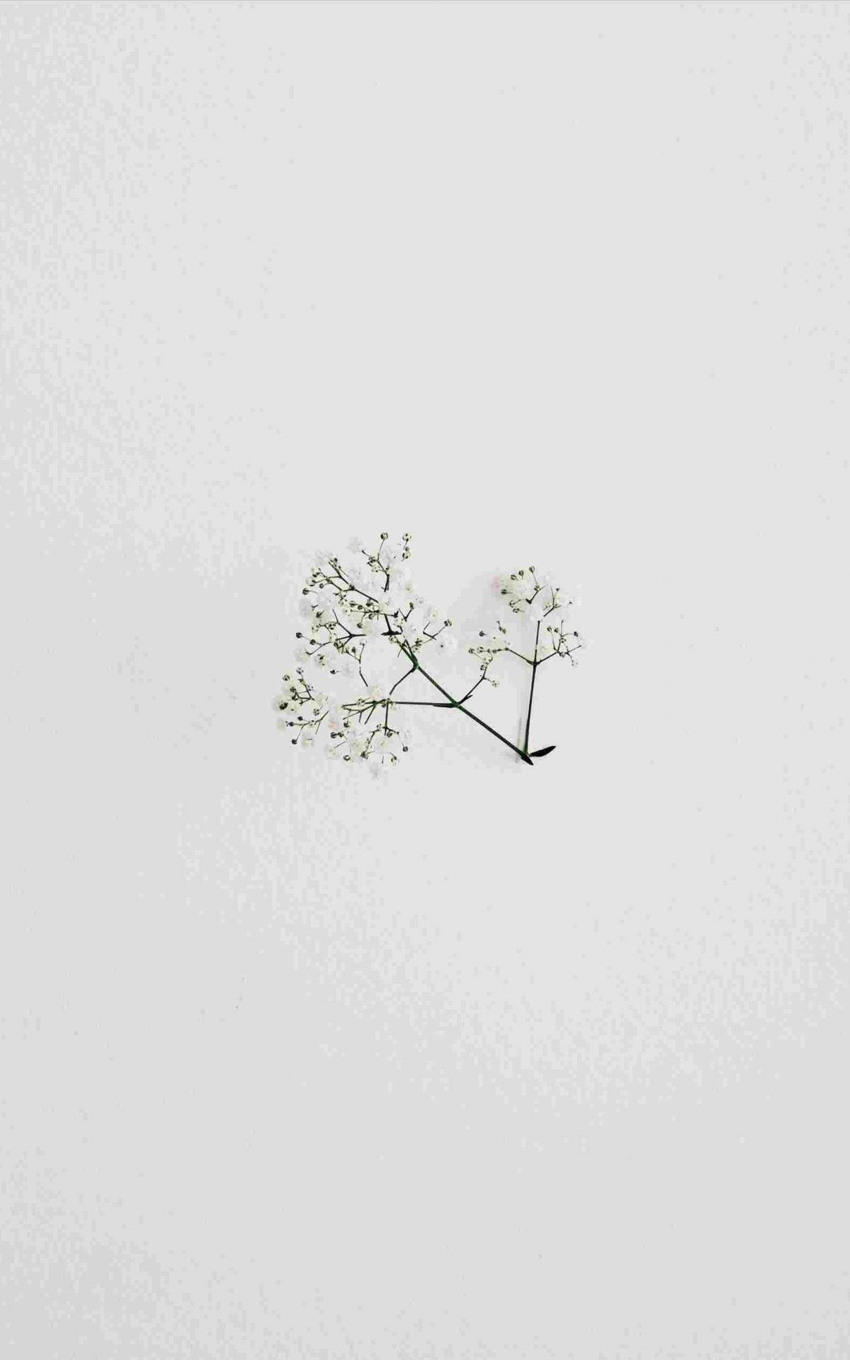 Minimalist Tablet Displaying Spring Flower Image Background