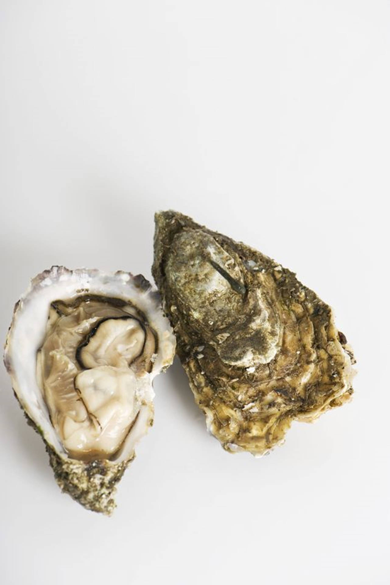 Minimalist Two Oysters