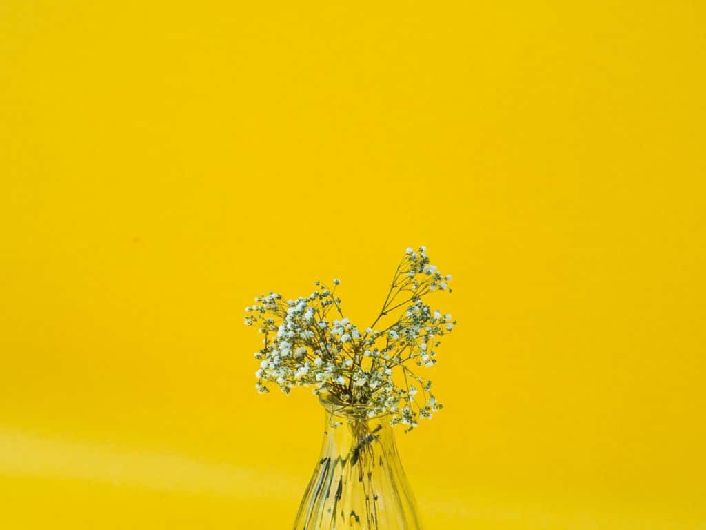 Minimalist White Baby's Breath Flower Background
