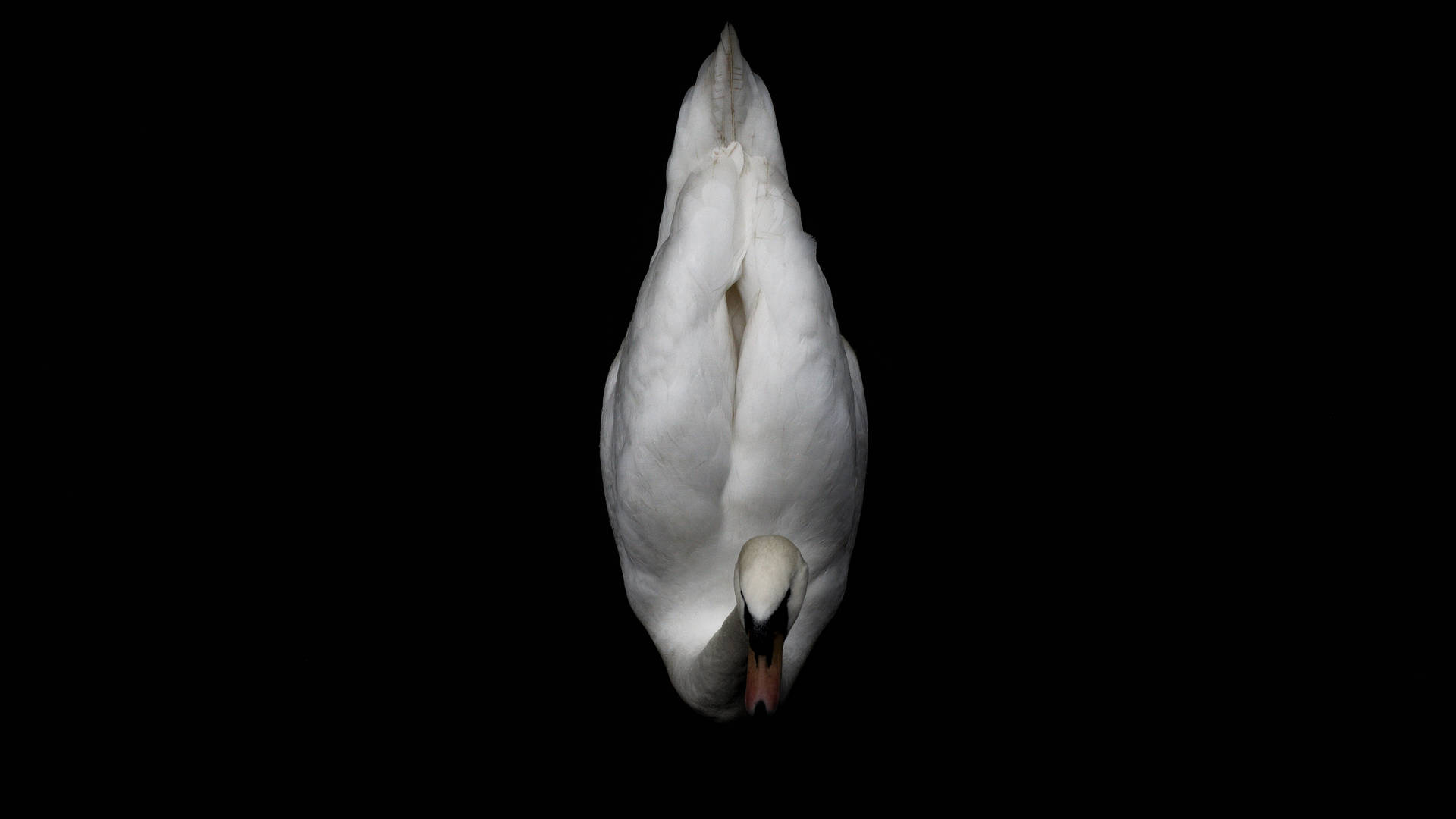 Minimalist White Duck Background