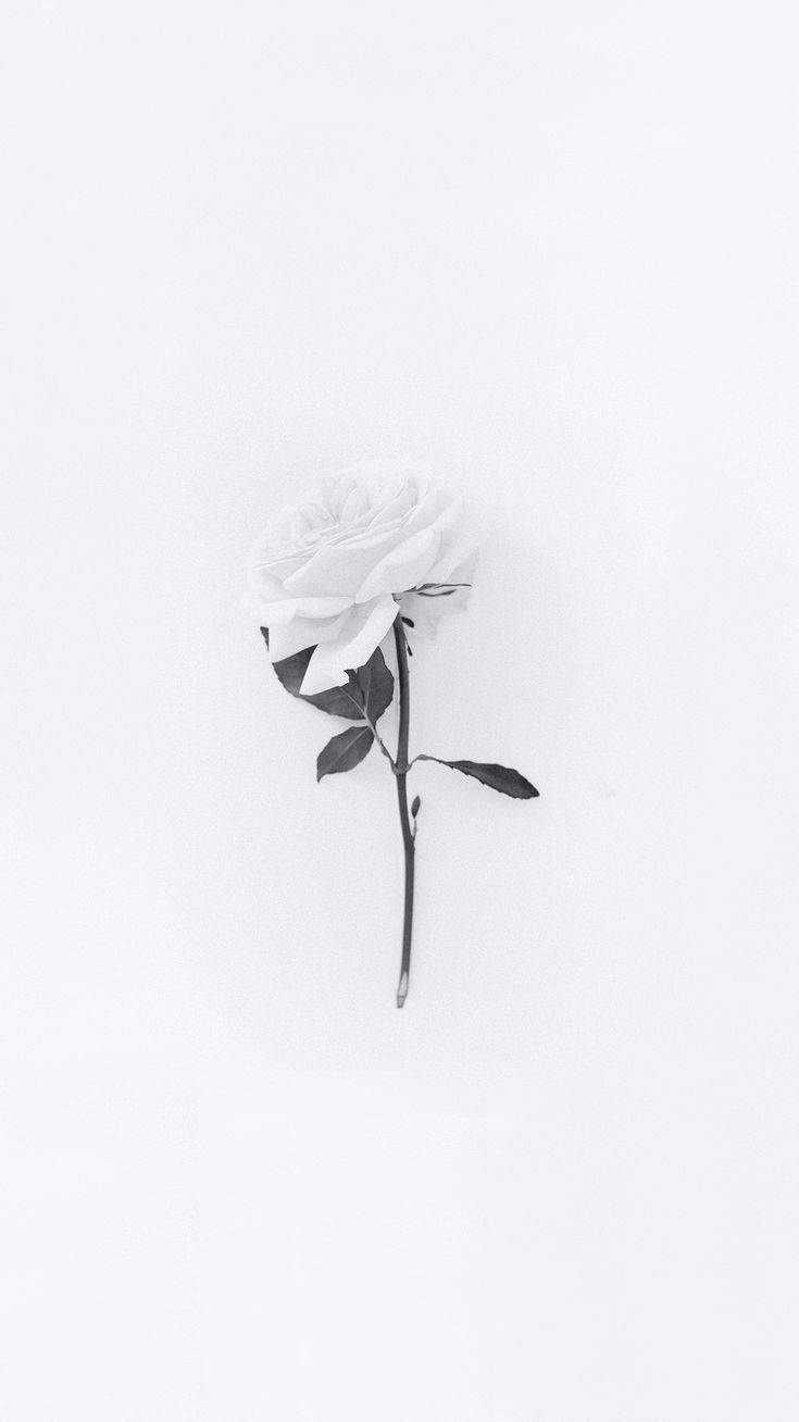 Minimalist White Flower Iphone Aesthetic Background