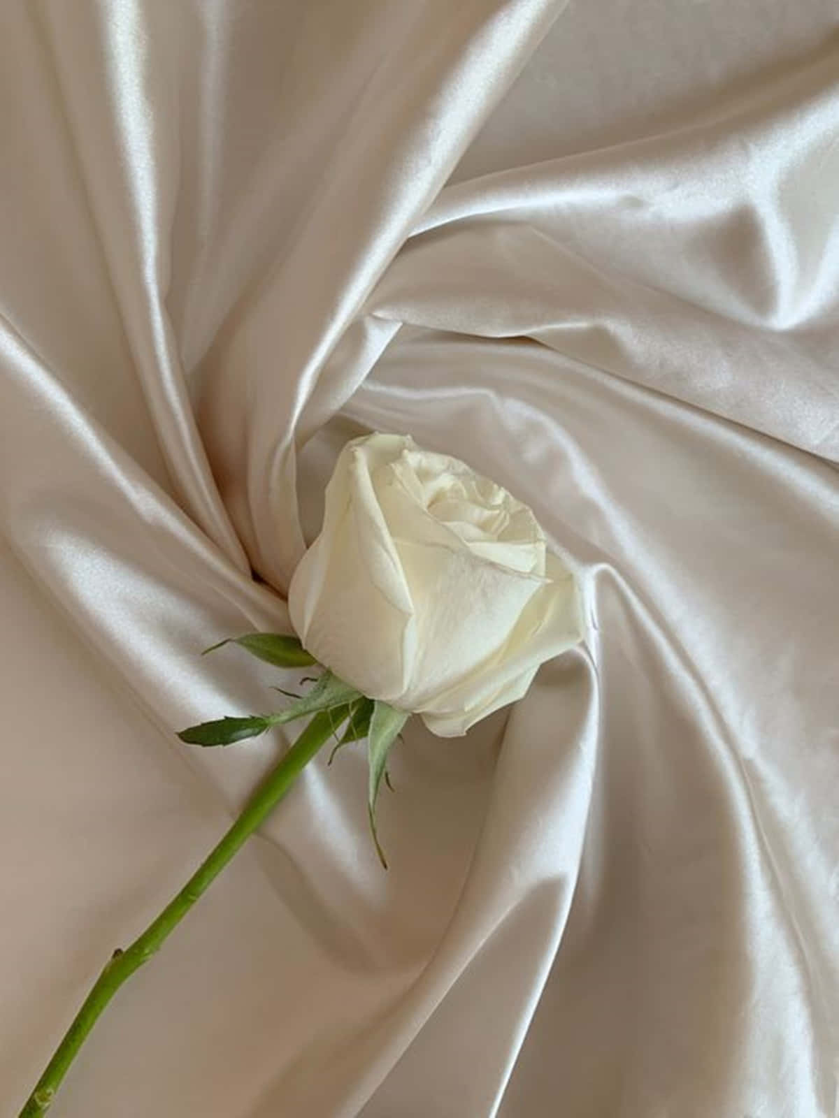 Minimalist White Rose Aesthetic With Twisted Fabric