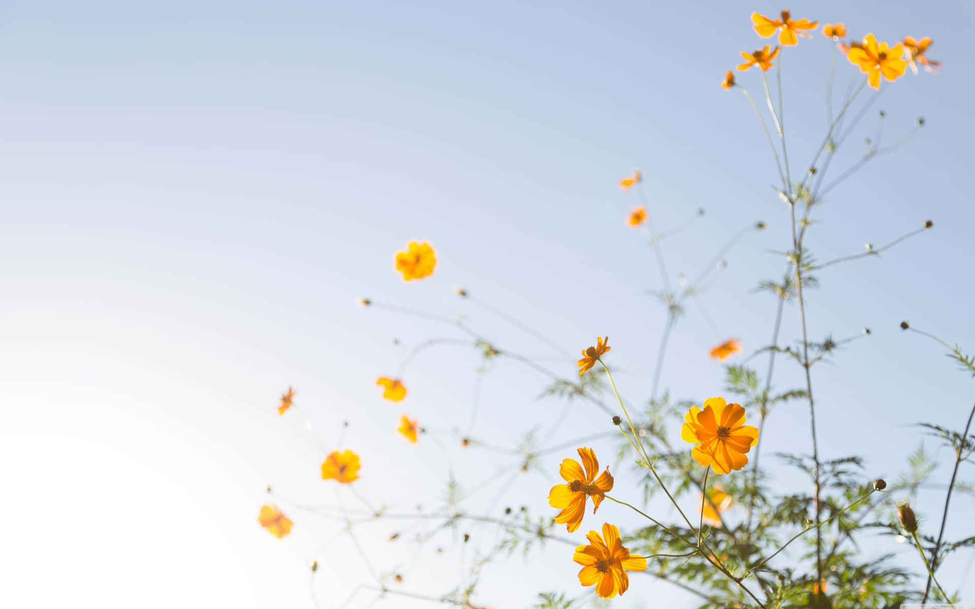 Minimalist Yellow Aesthetic Flower Desktop Background