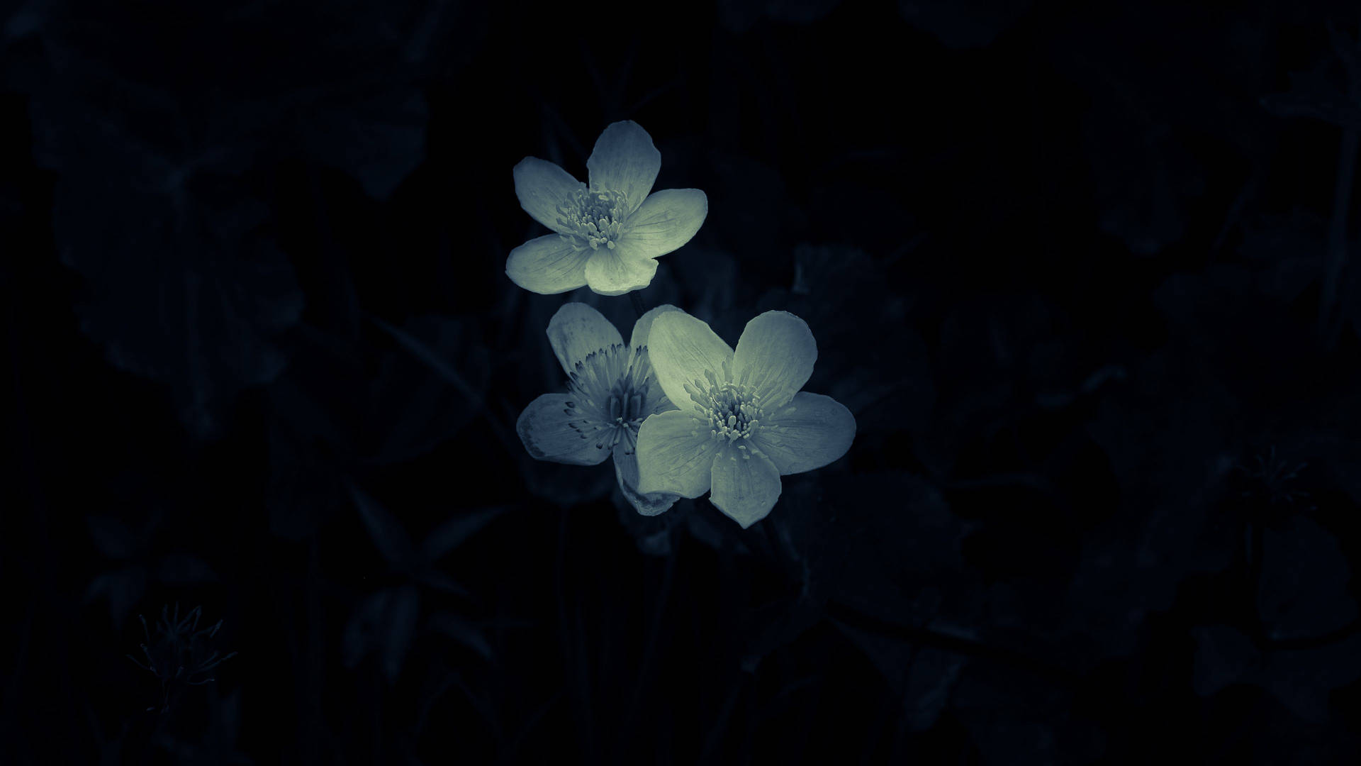 Minimalistic Macro Flower Photography Background