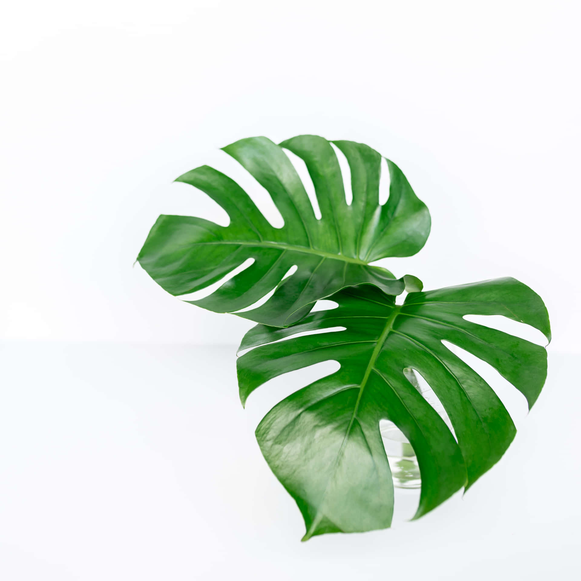 Minimalistic Tropical Monstera Plant Leaves