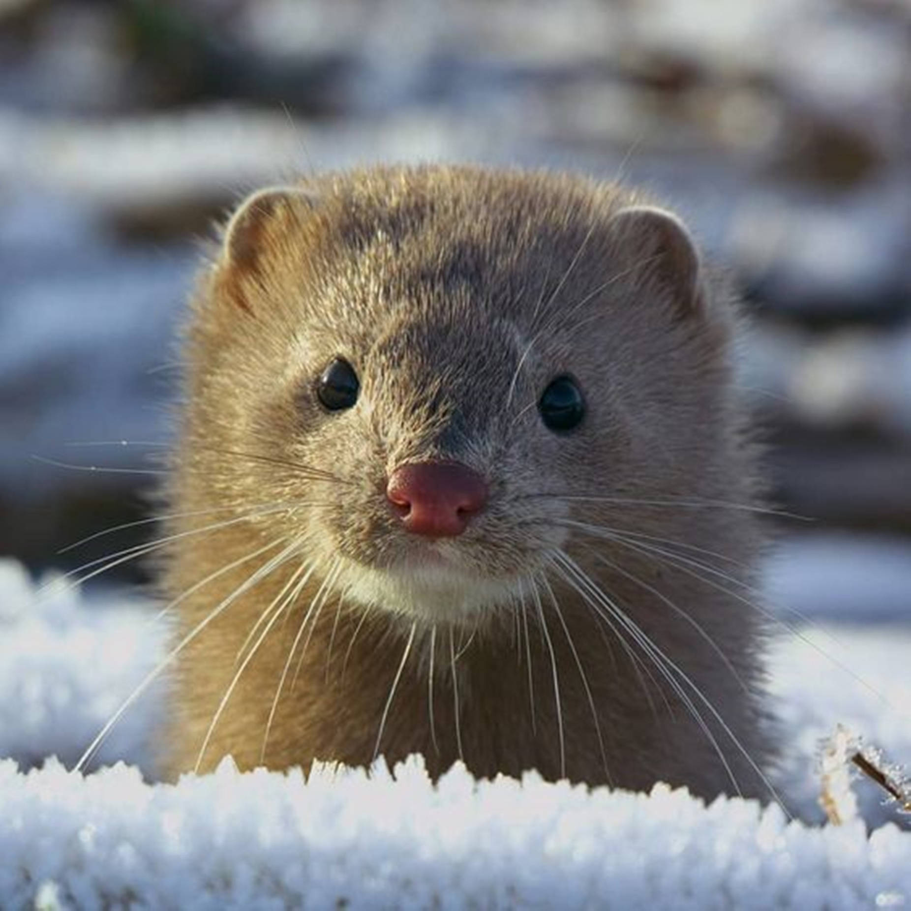 Mink Animal Photograph Background