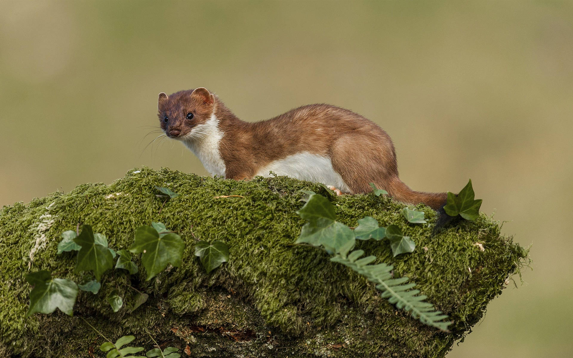 Mink On Green Moss Covered Rock