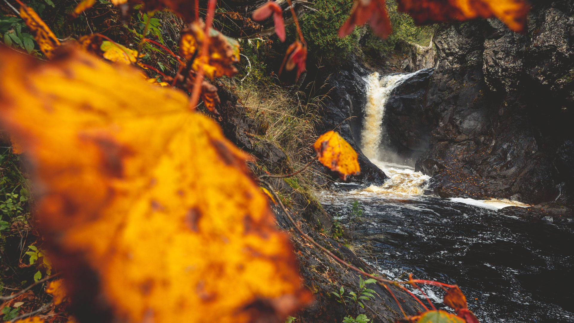Minnesota Forest In Autumn Background