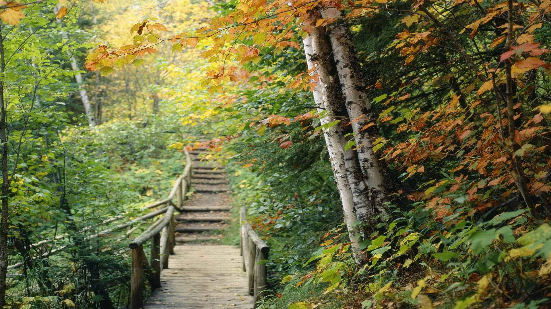 Minnesota Hidden Forest Trail Background