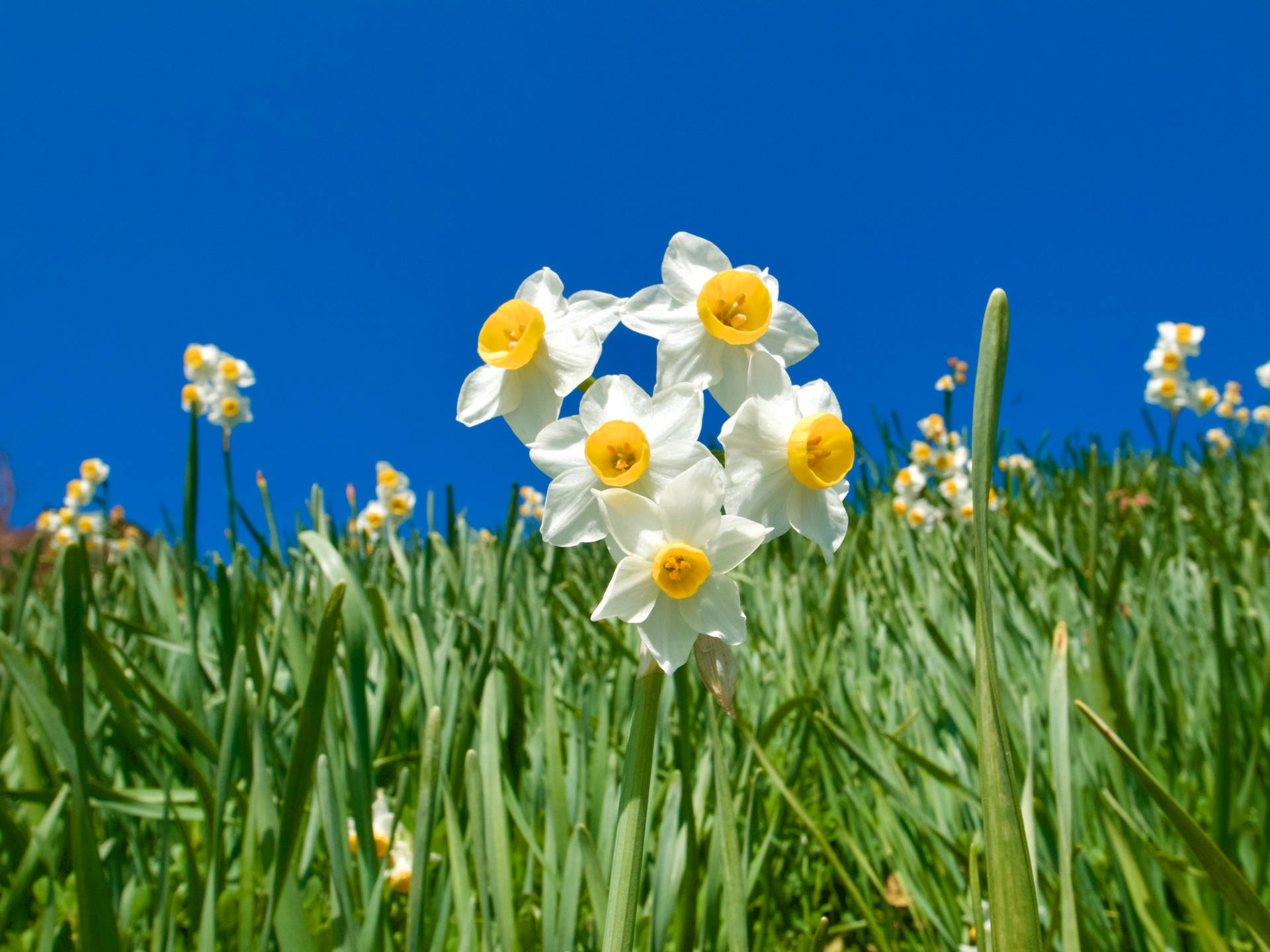 Minnow Daffodils At Fields Background