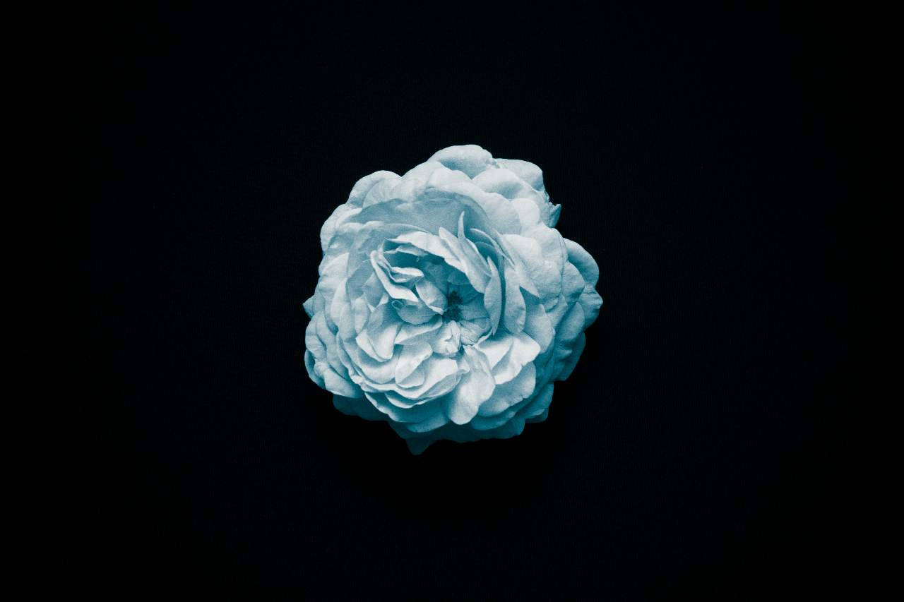 Mint Blue Dark Floral Background