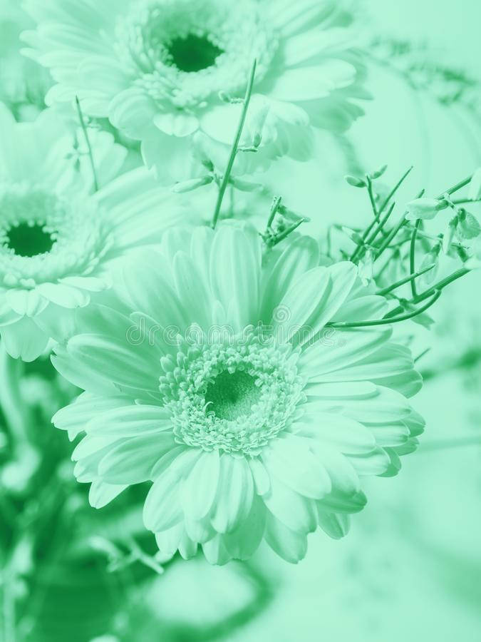 Mint Green Aesthetic Flowers Background