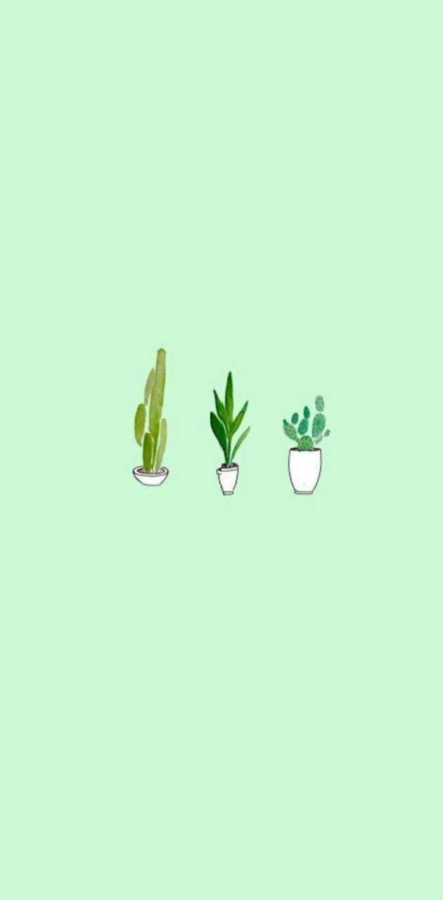 Mint Green Aesthetic Plants Background