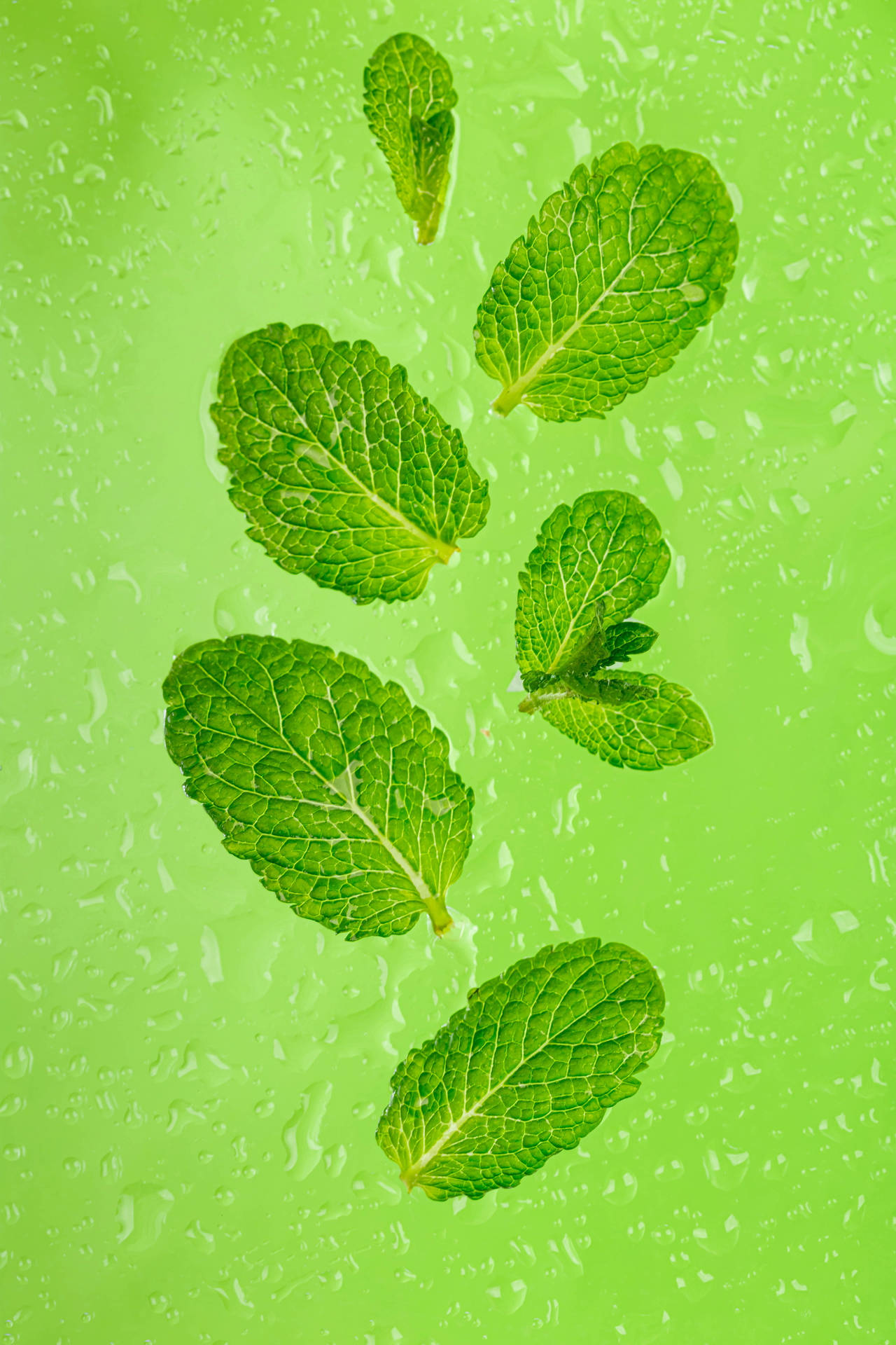 Mint Green Leaves Background