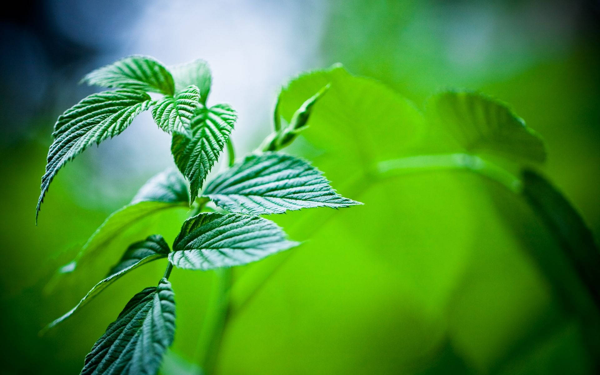 Mint Green Plant