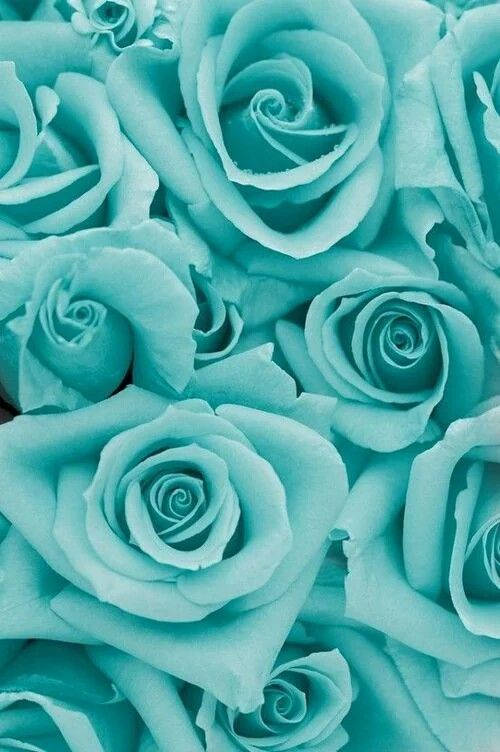 Mint Green Roses Background