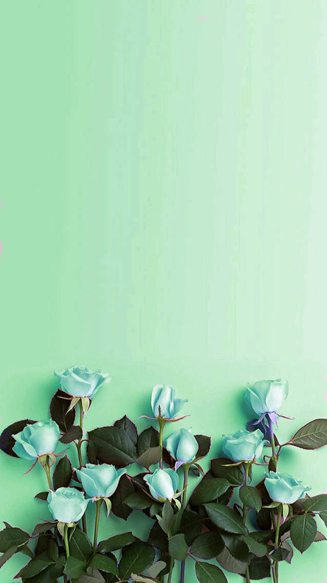 Mint Green Roses Flat Lay Background