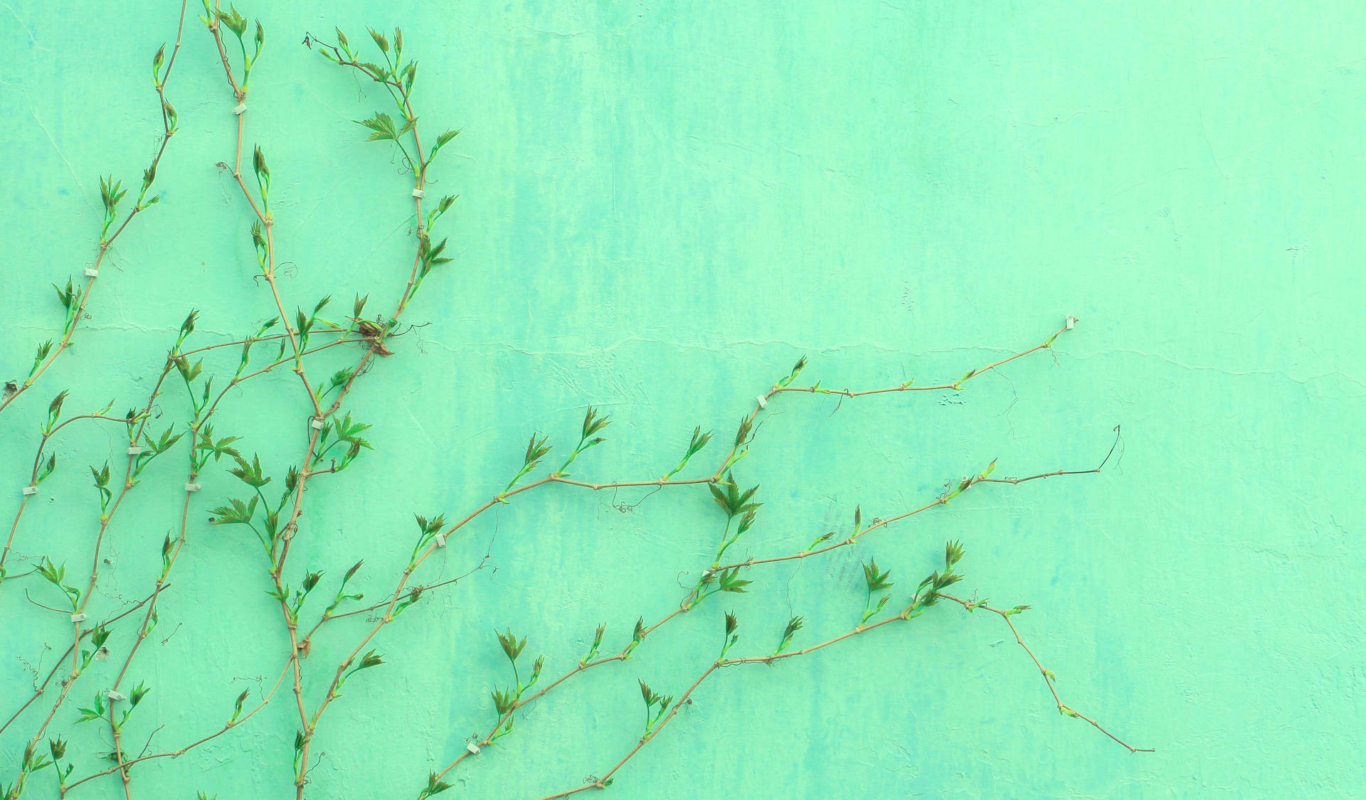 Mint Green Wall Background