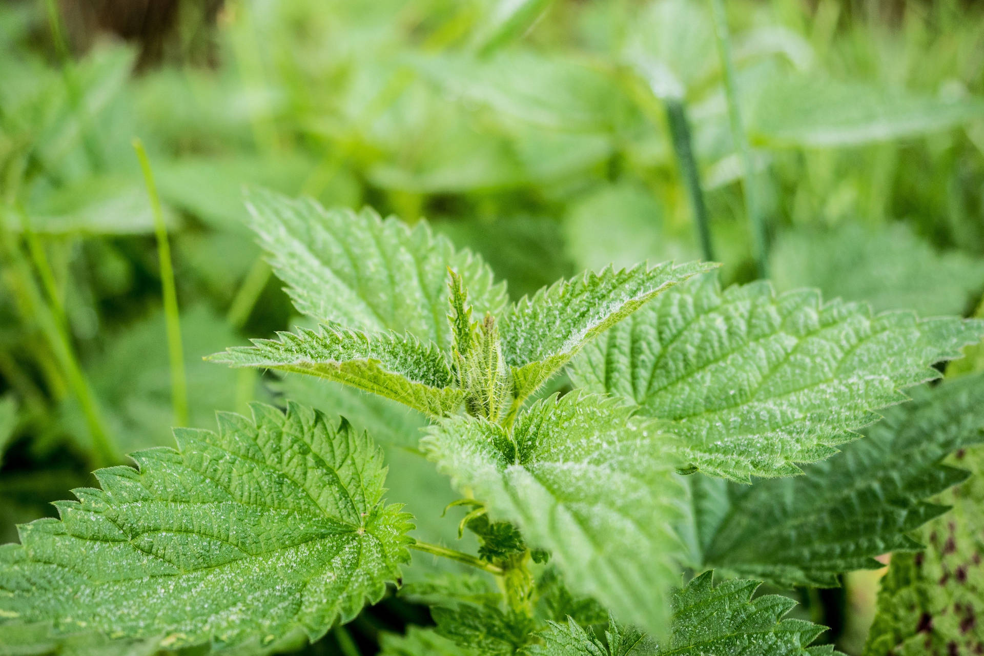 Mint Herbs Plantation Background