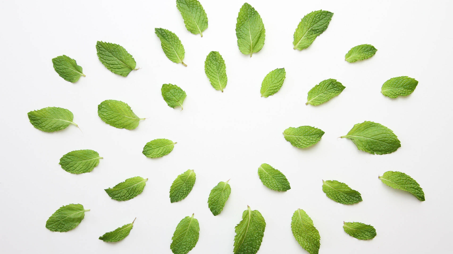 Mint Leaves In White Background