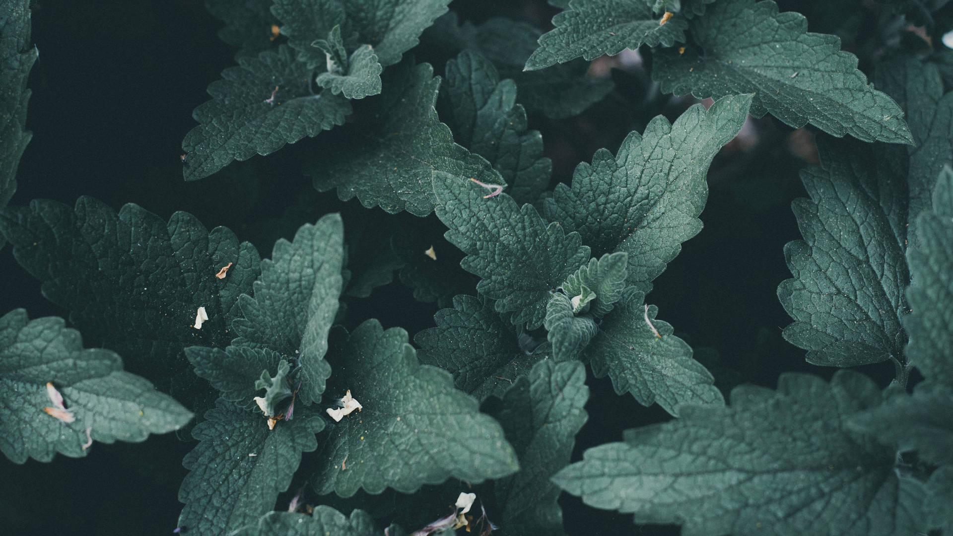 Mint Leaves Plant 4k Desktop Background Background