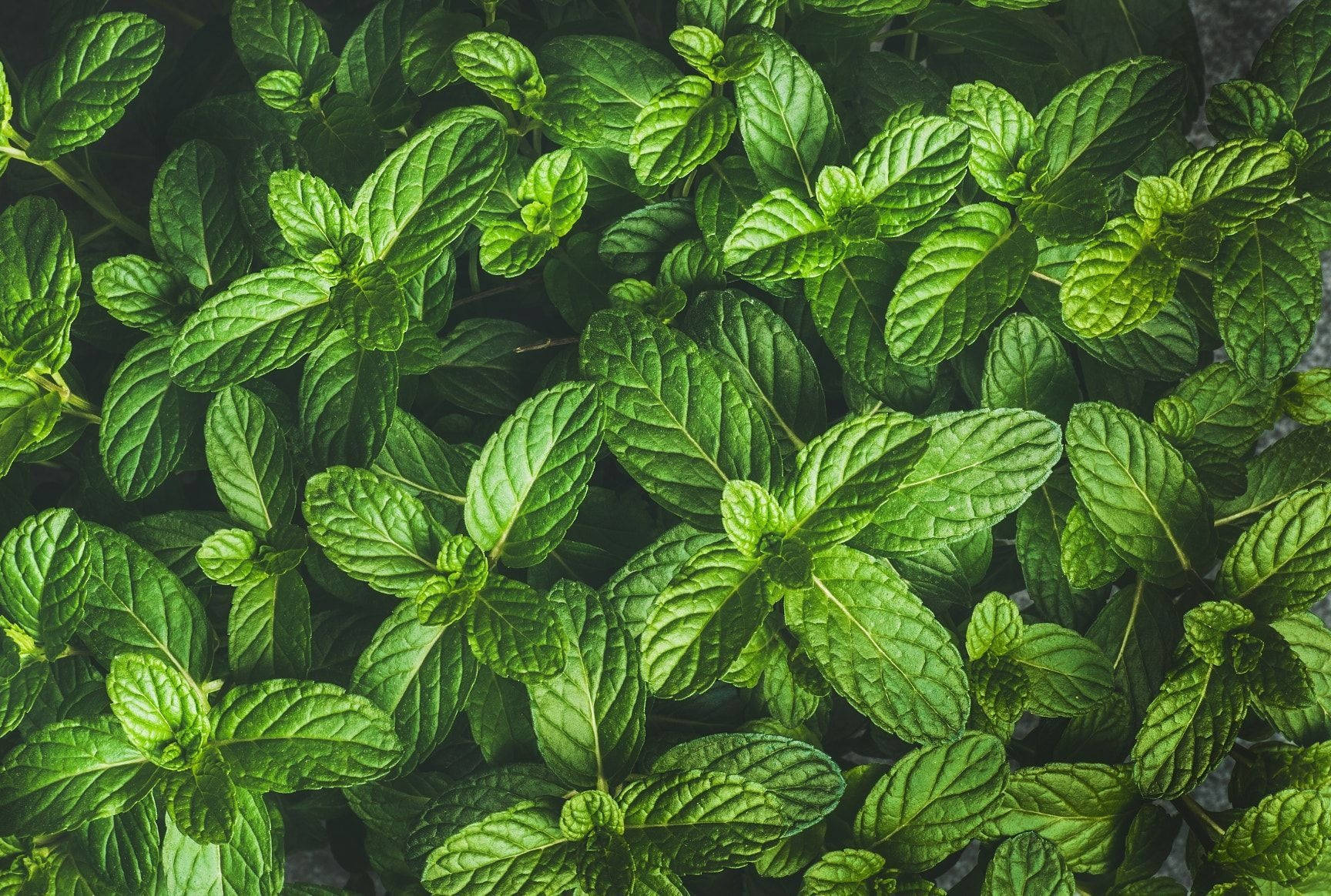 Mint Leaves Top View