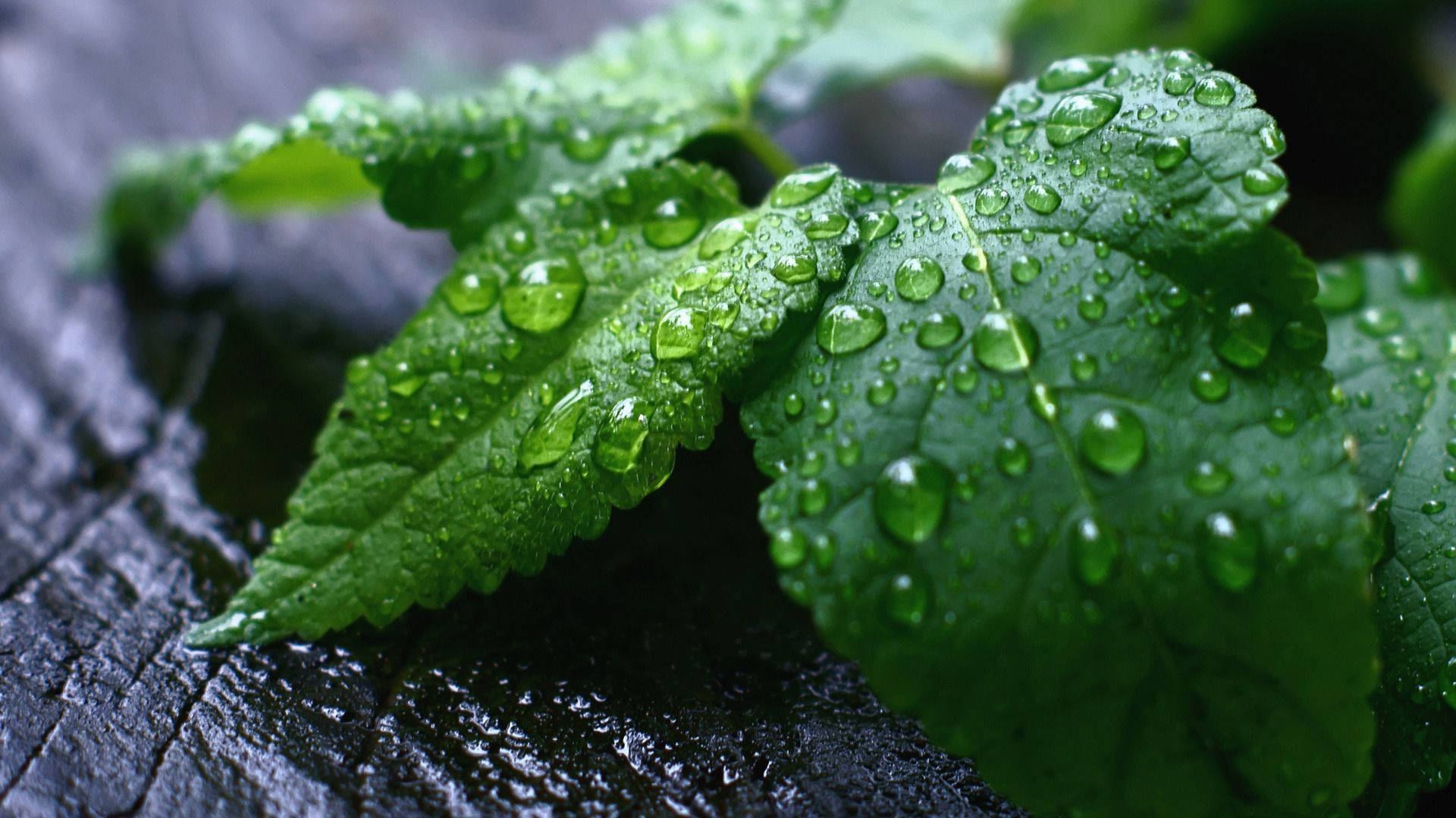 Mint Leaves With Water Drops