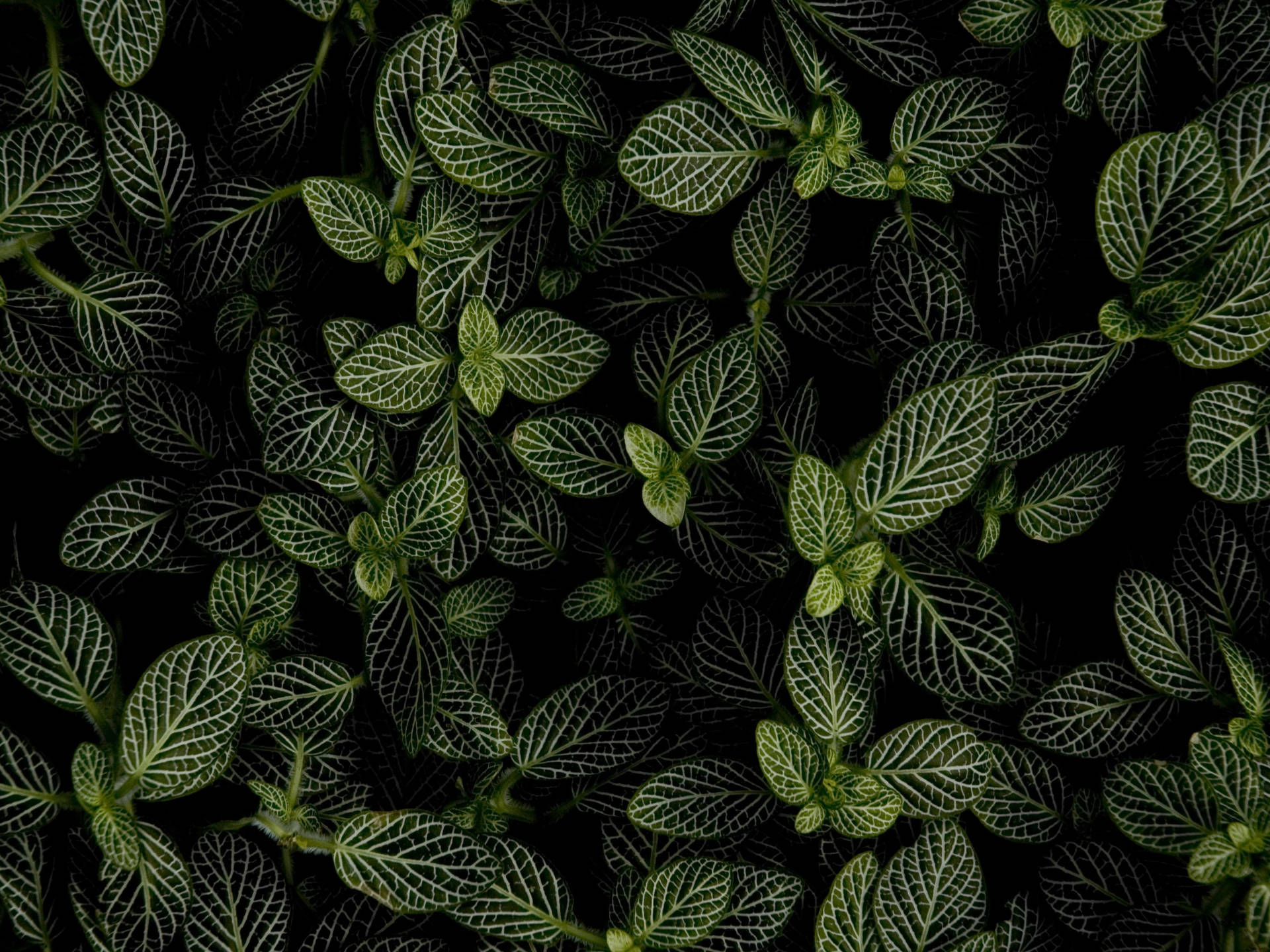 Mint Plant In Dark