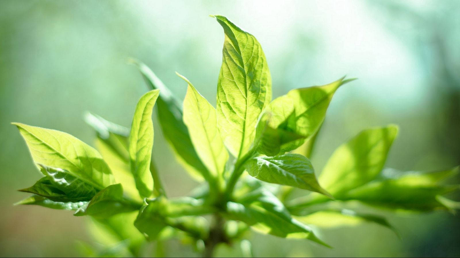 Mint Plant On Sunshine