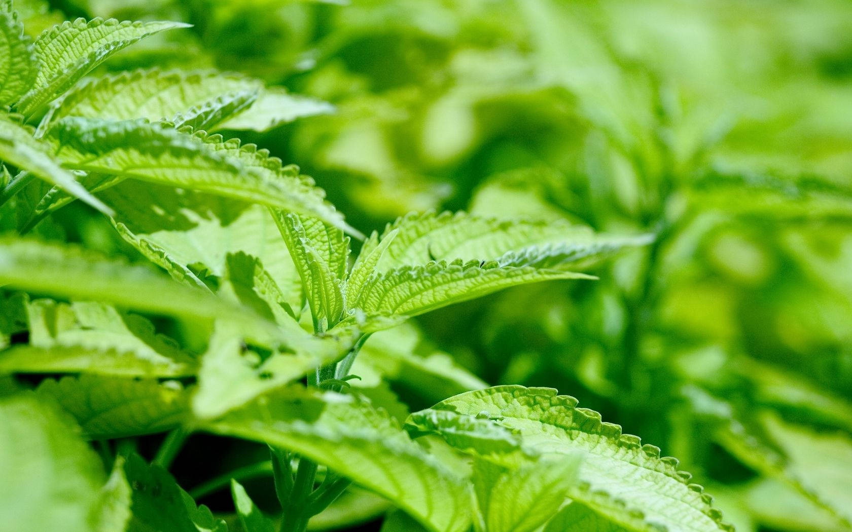 Mint Plant With Natural Light Background