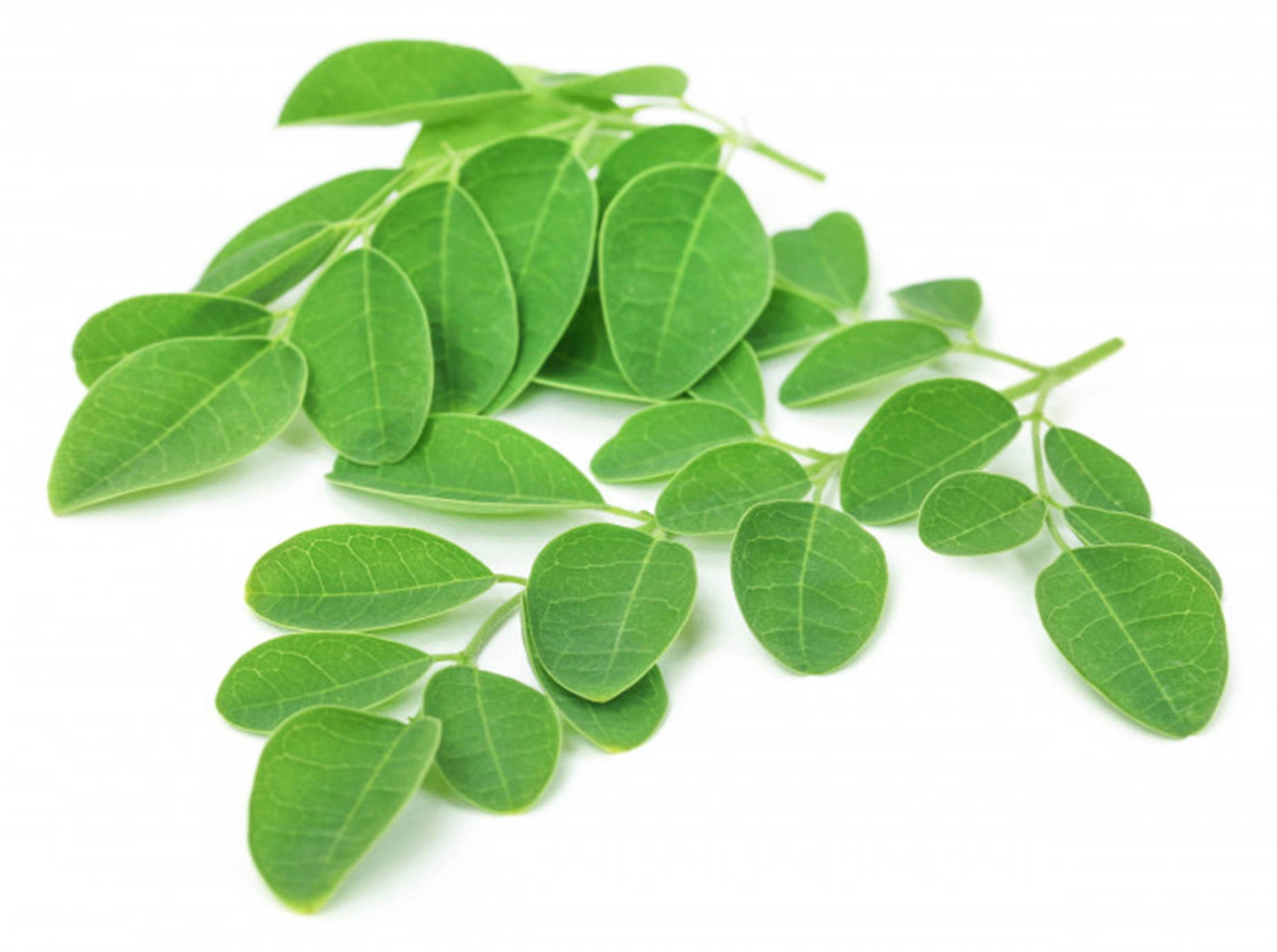 Miracle Tree Moringa Leaves Desktop Background